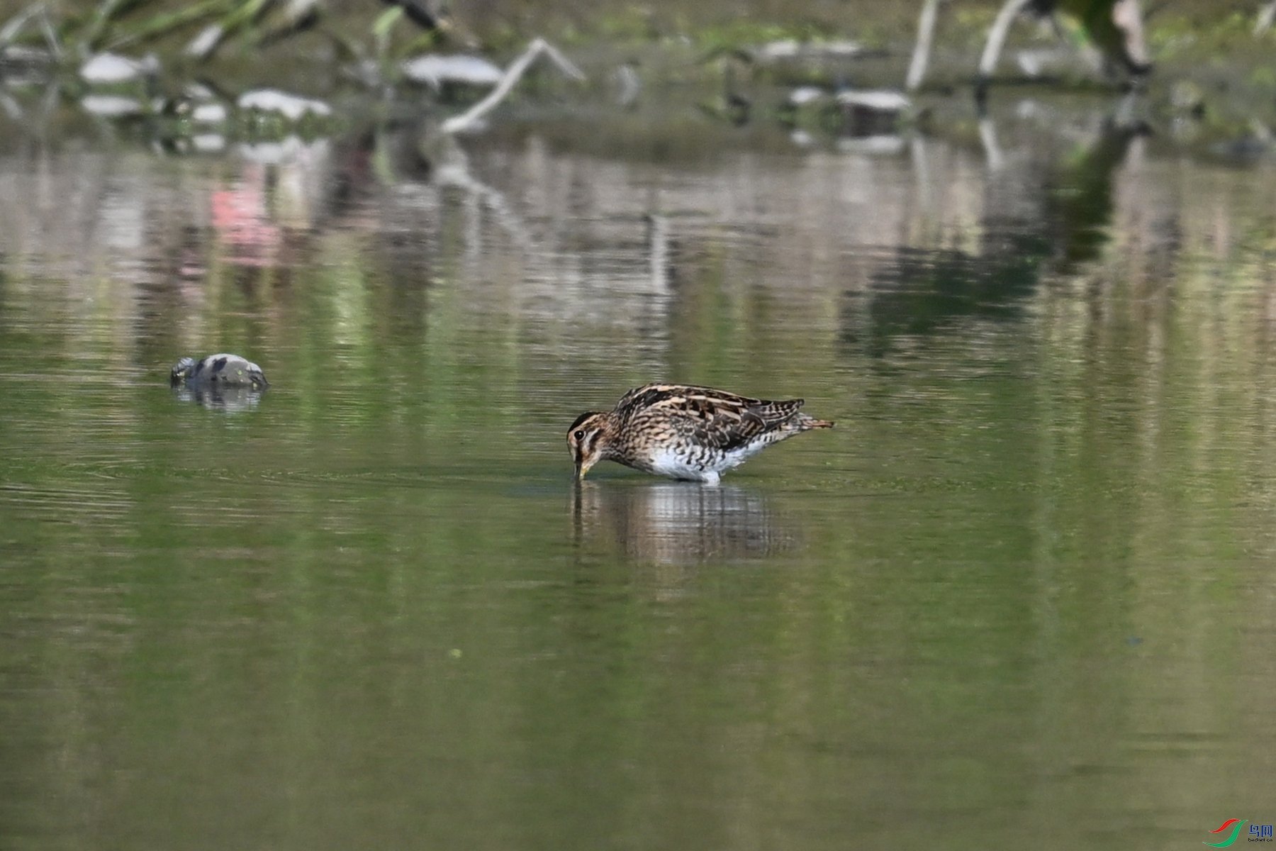 DSC_5050.JPG