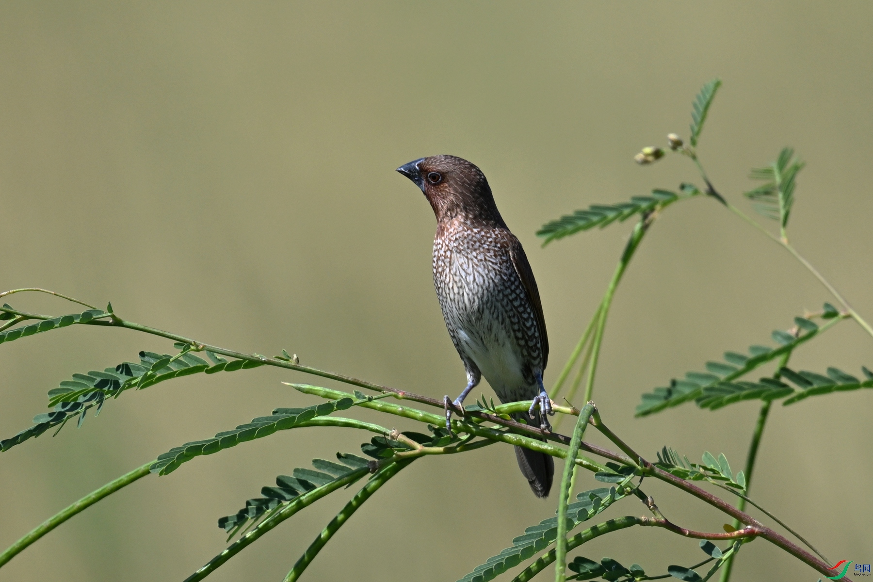 DSC_4997.JPG