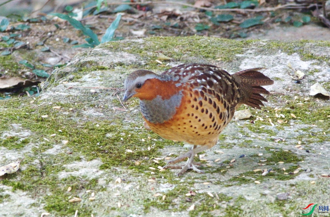 DSC_8054zx_������С.jpg