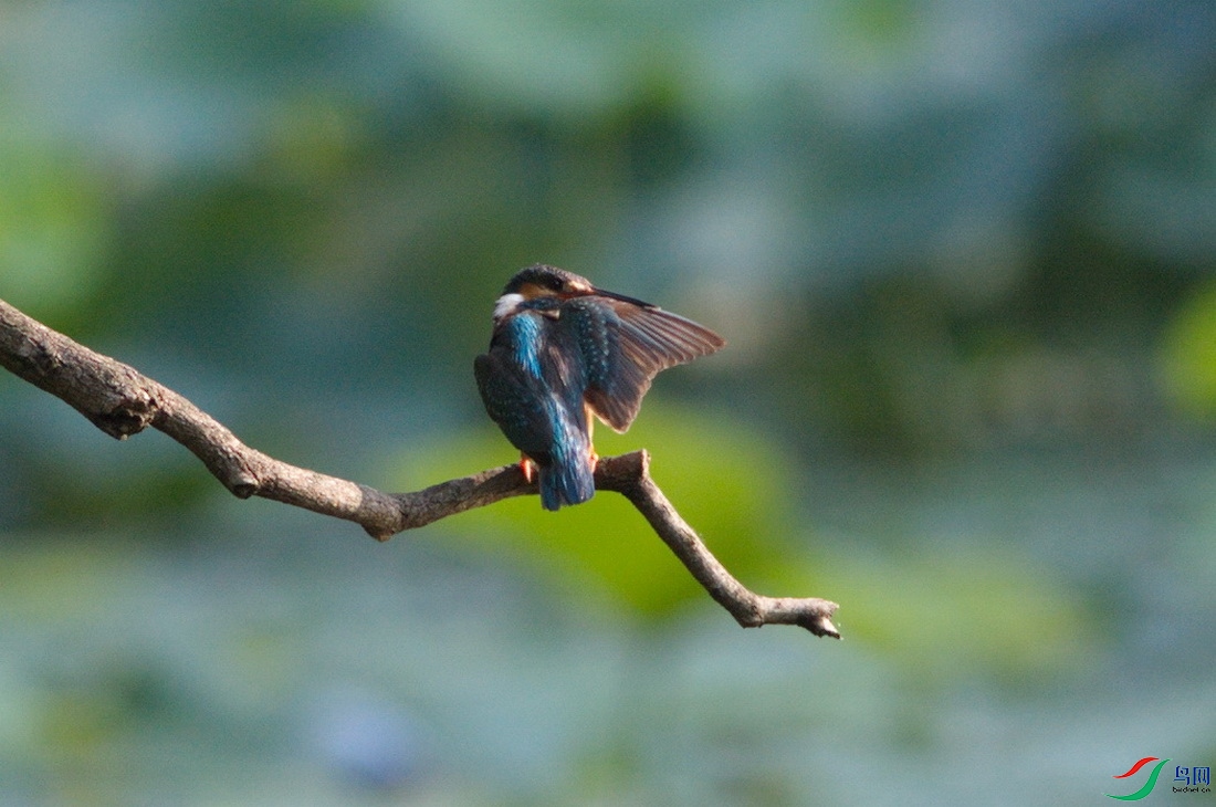 DSC_8558zx_������С.jpg