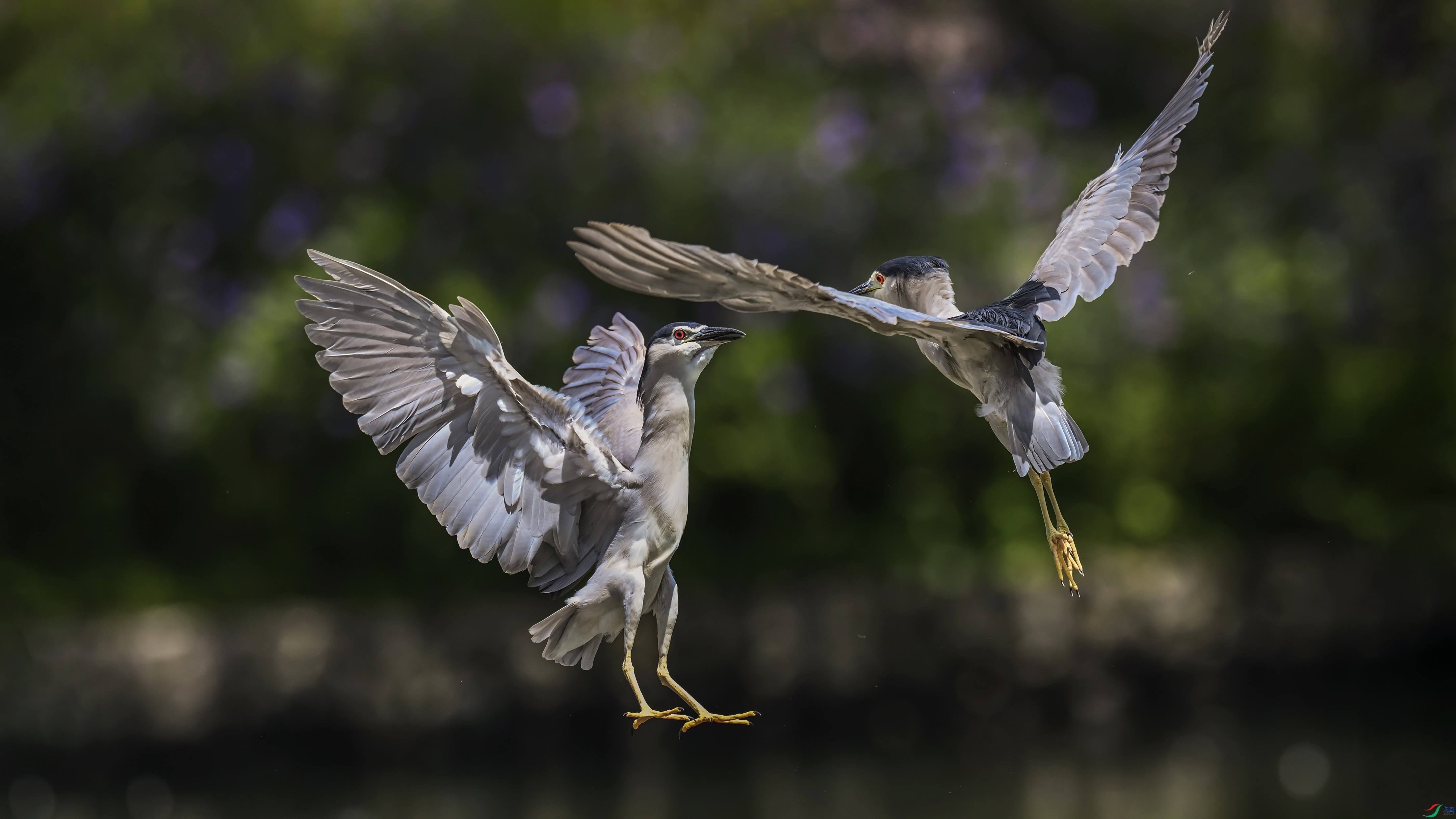 090815orsomp8ragagbmns .jpg