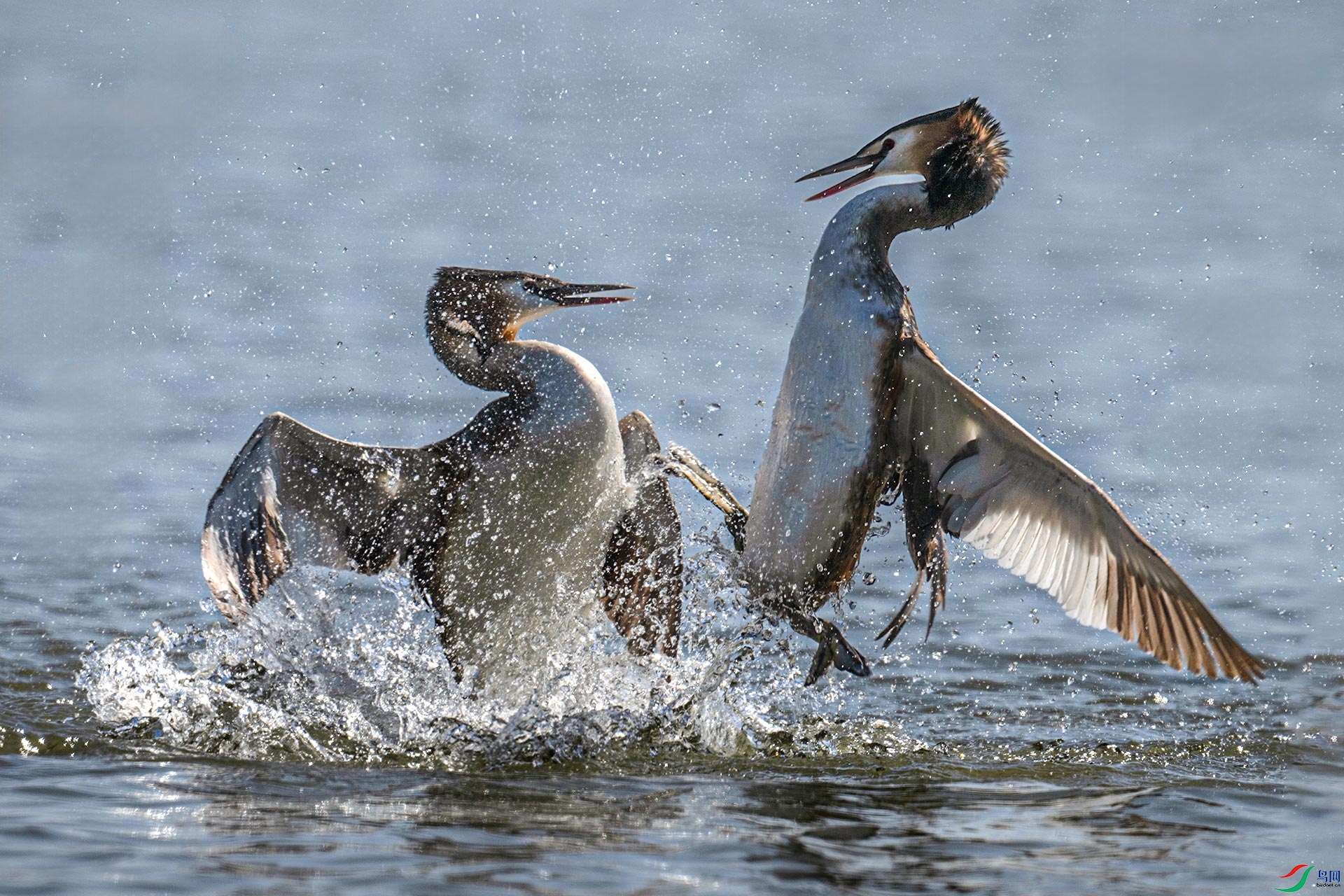 ��ͷ����