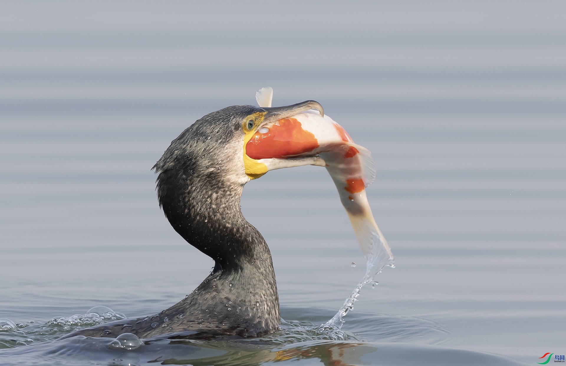 019A8608 ����2 ����2.jpg