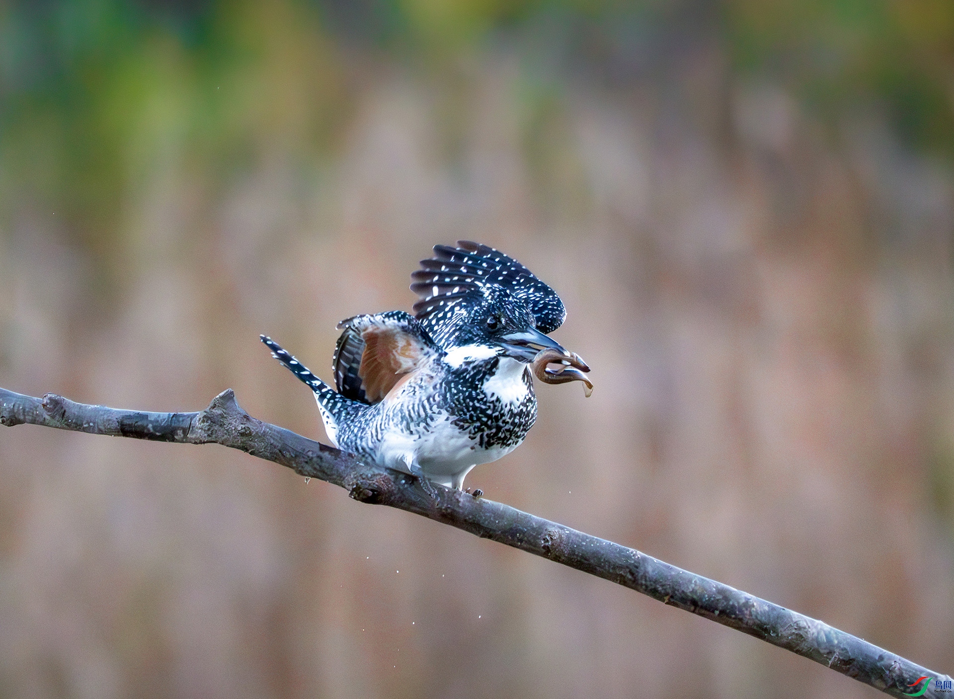 DSC07167-����ǿ-NR-1 ����.jpg