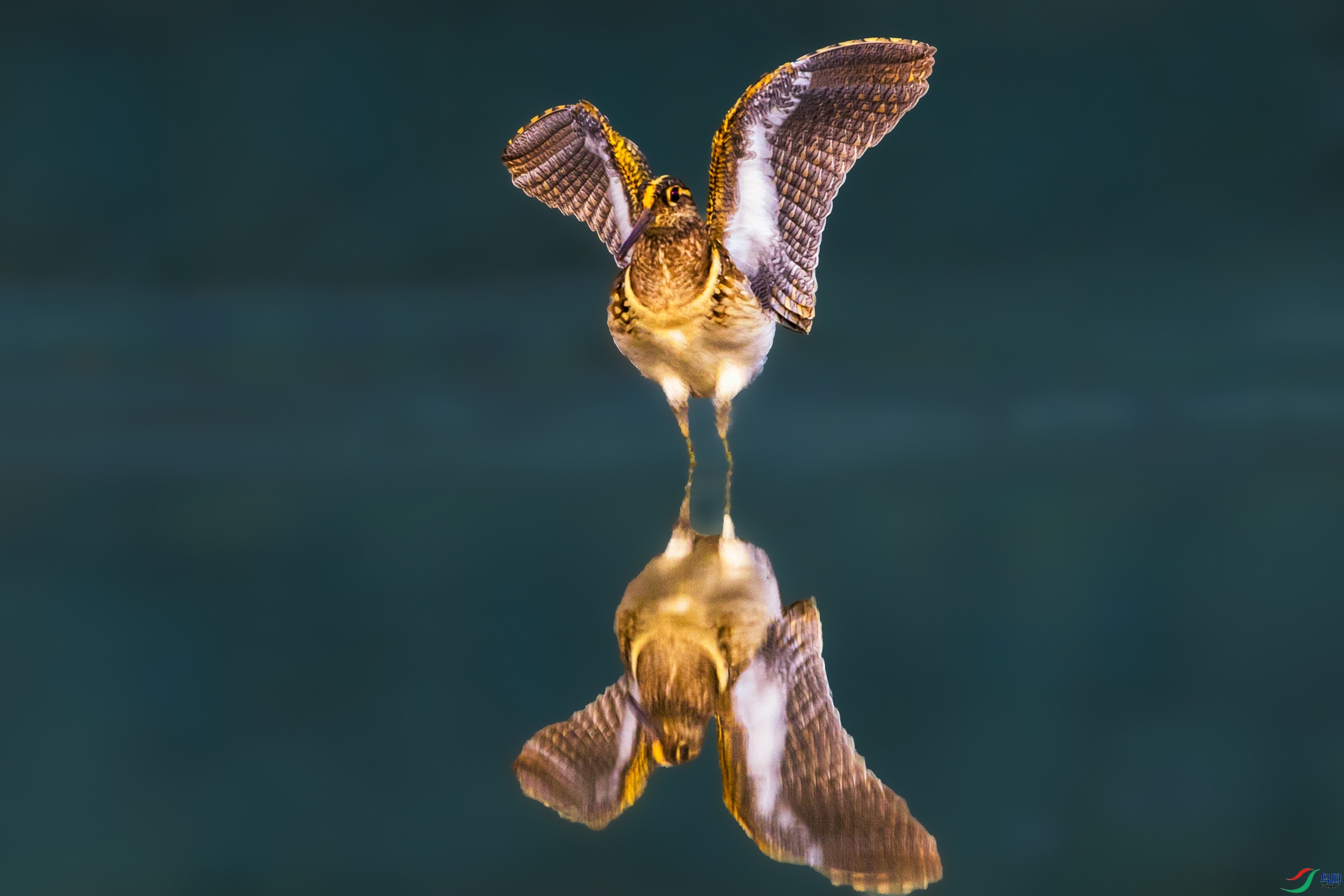 ����----�����˫Ӱ