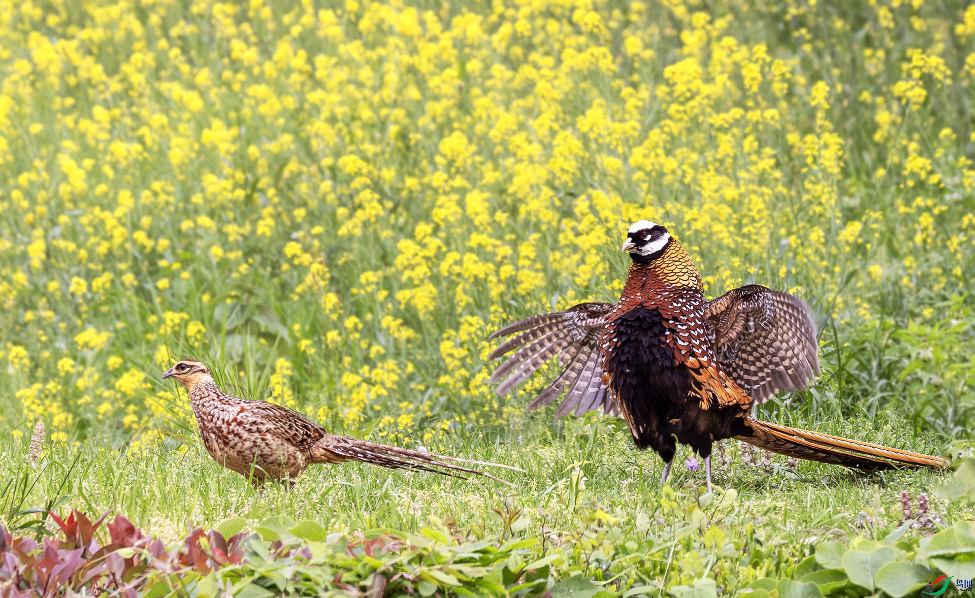 407A8452-----22  .jpg