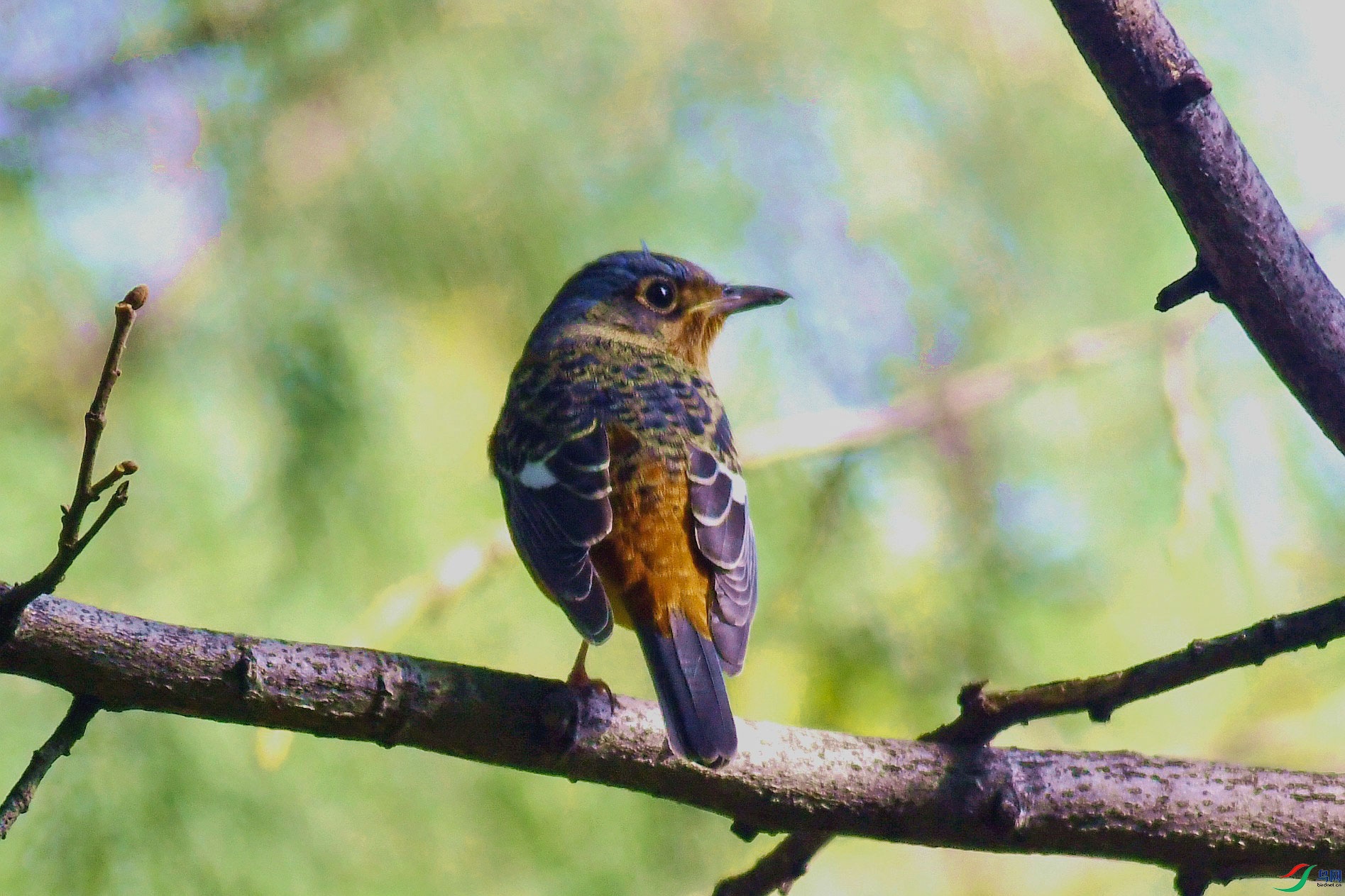 DSC_89  12_����   ֦ͷ.jpg