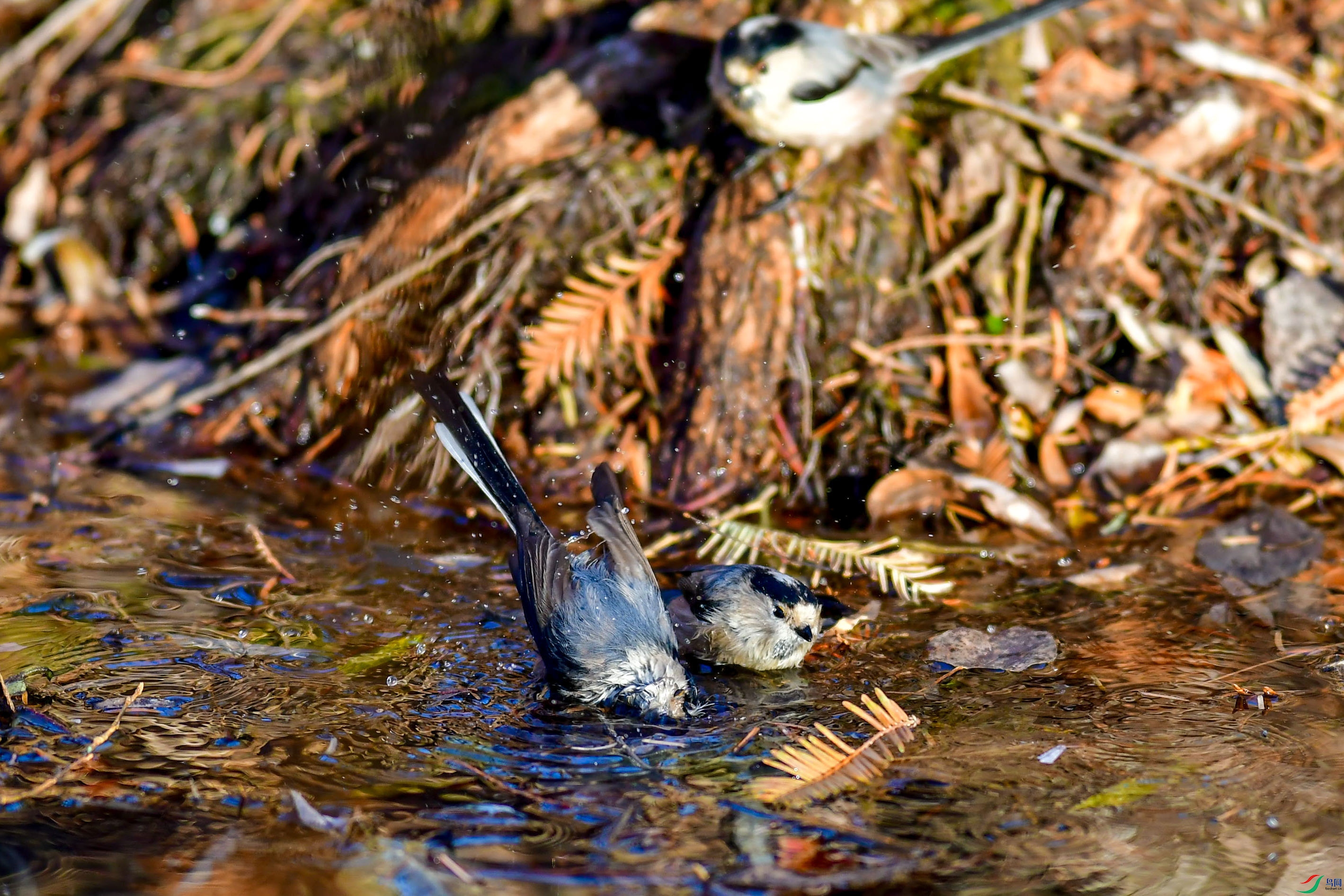 DSC_1794_��ͼ��(1)    ����1   ֦ͷ_1.jpg