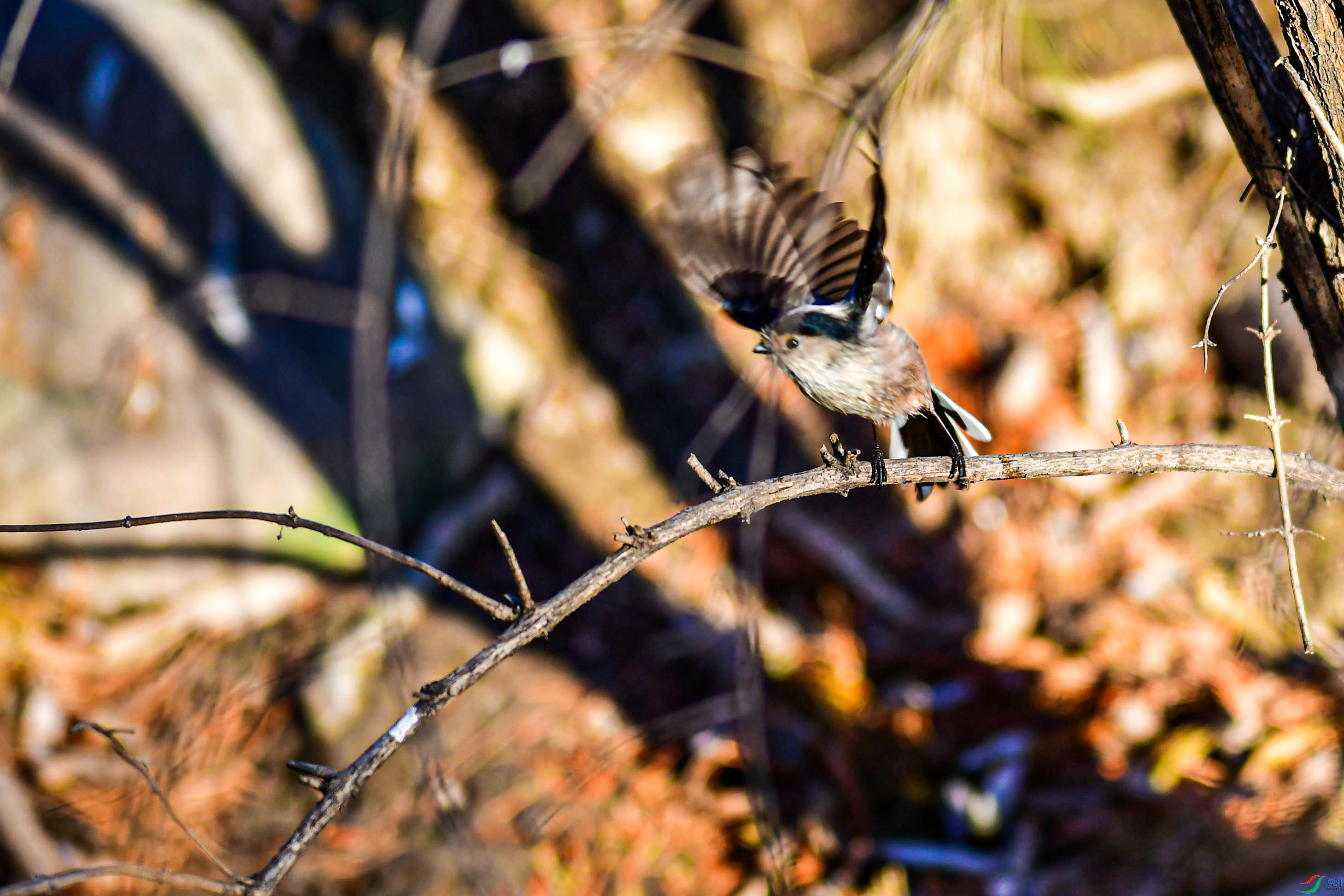 DSC_1877_��ͼ��   ֦ͷ.jpg