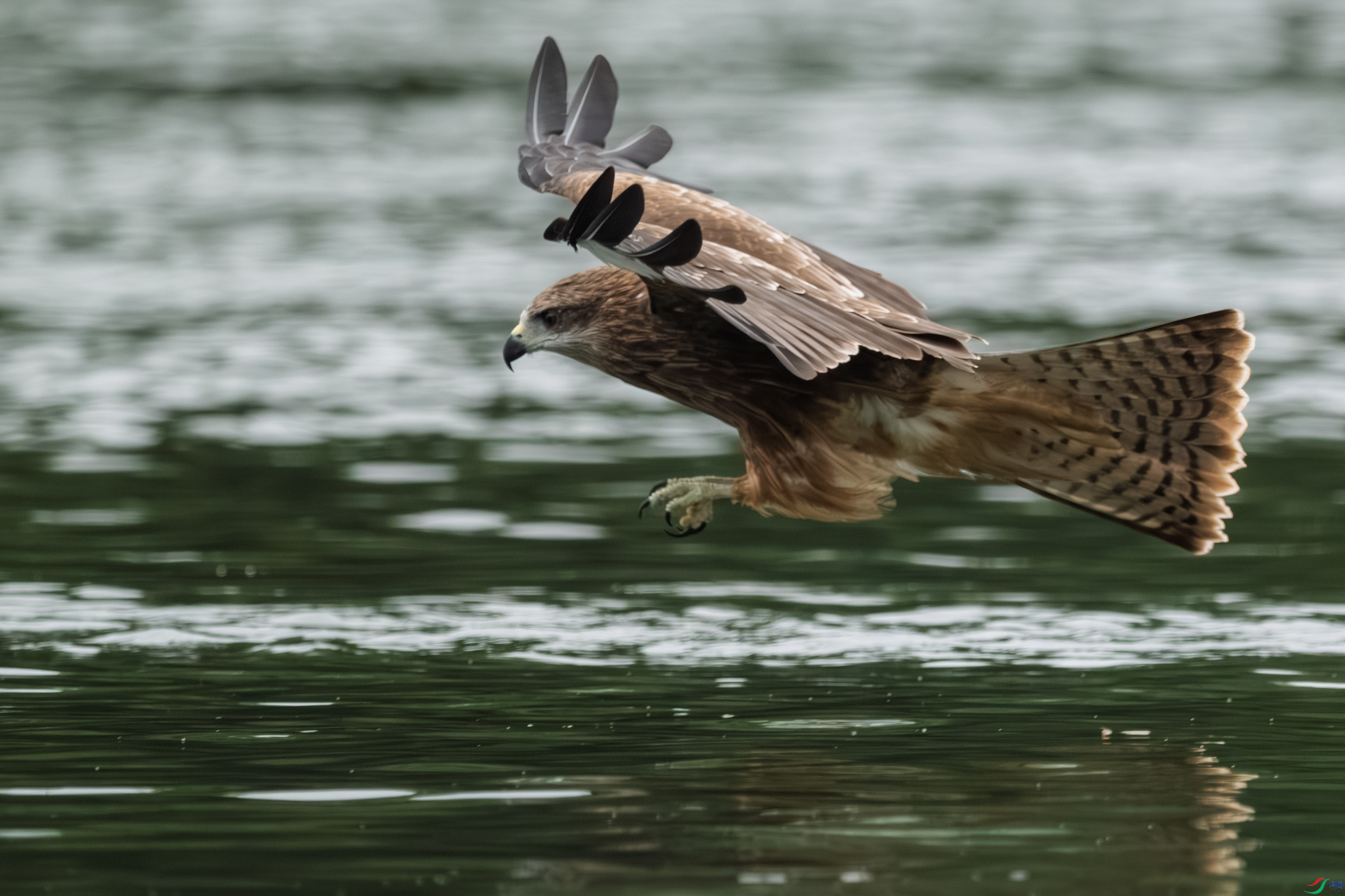 DSC_6448_1.JPG