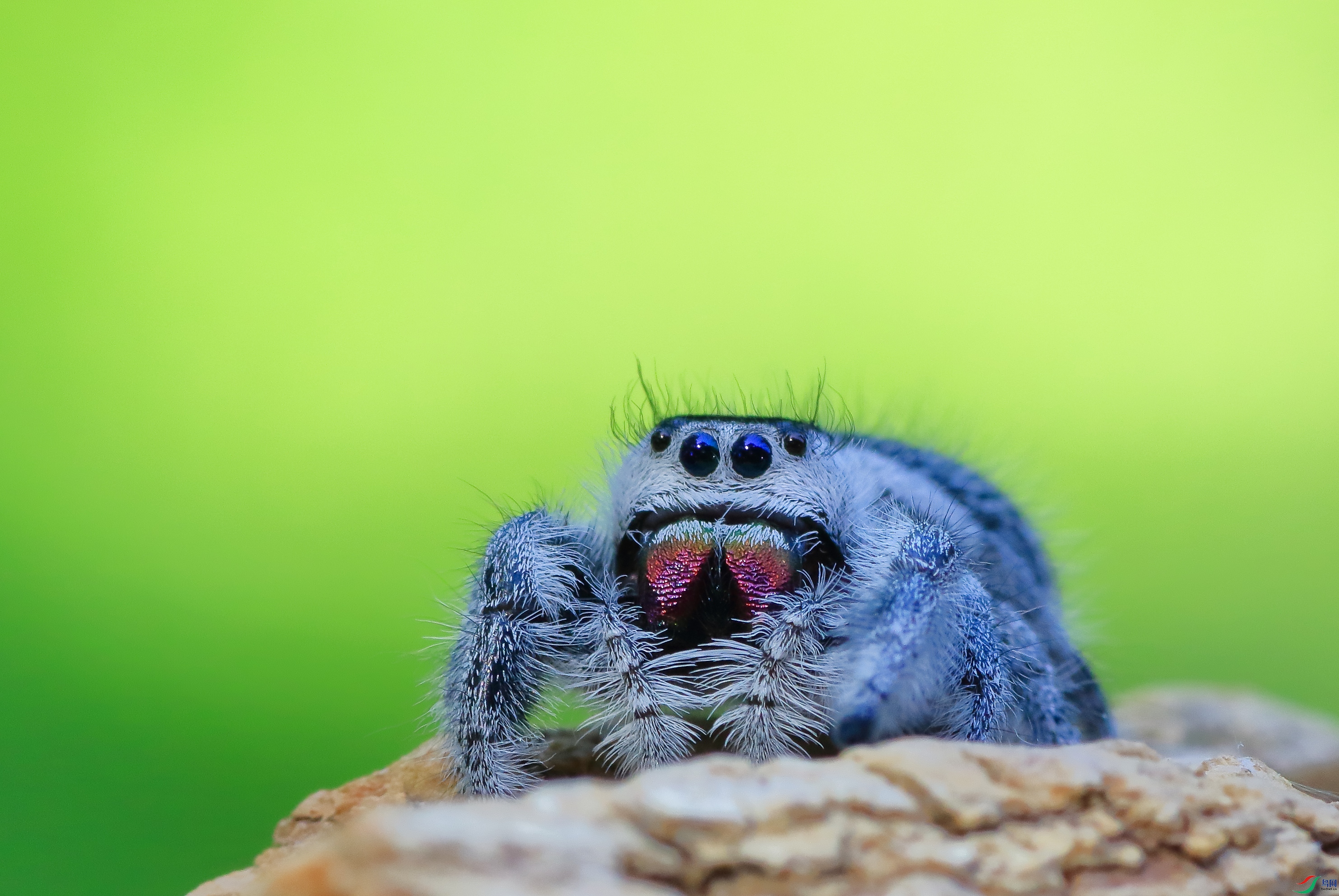 7T8A0436 ����.jpg