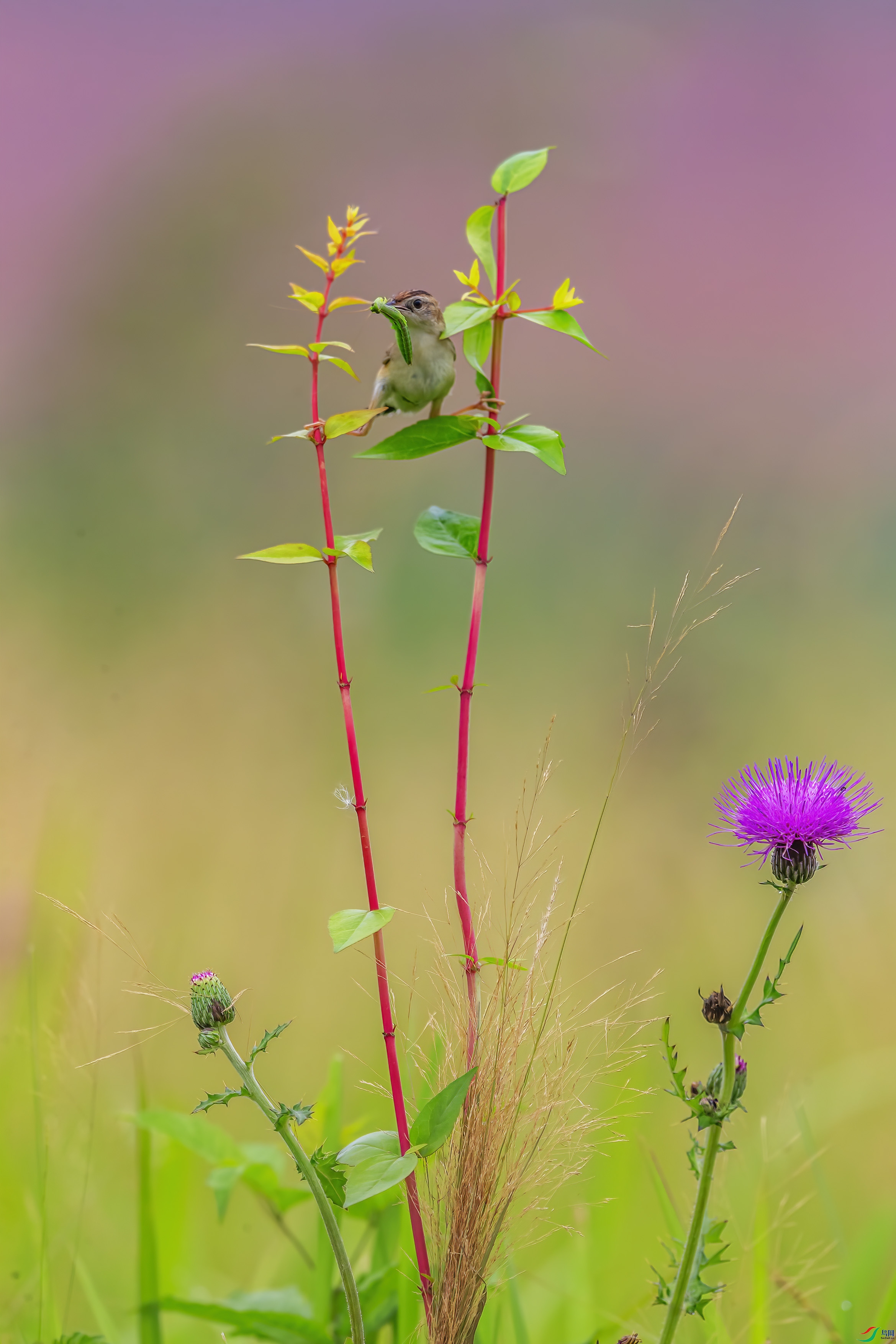 C09R1579 ����.jpg