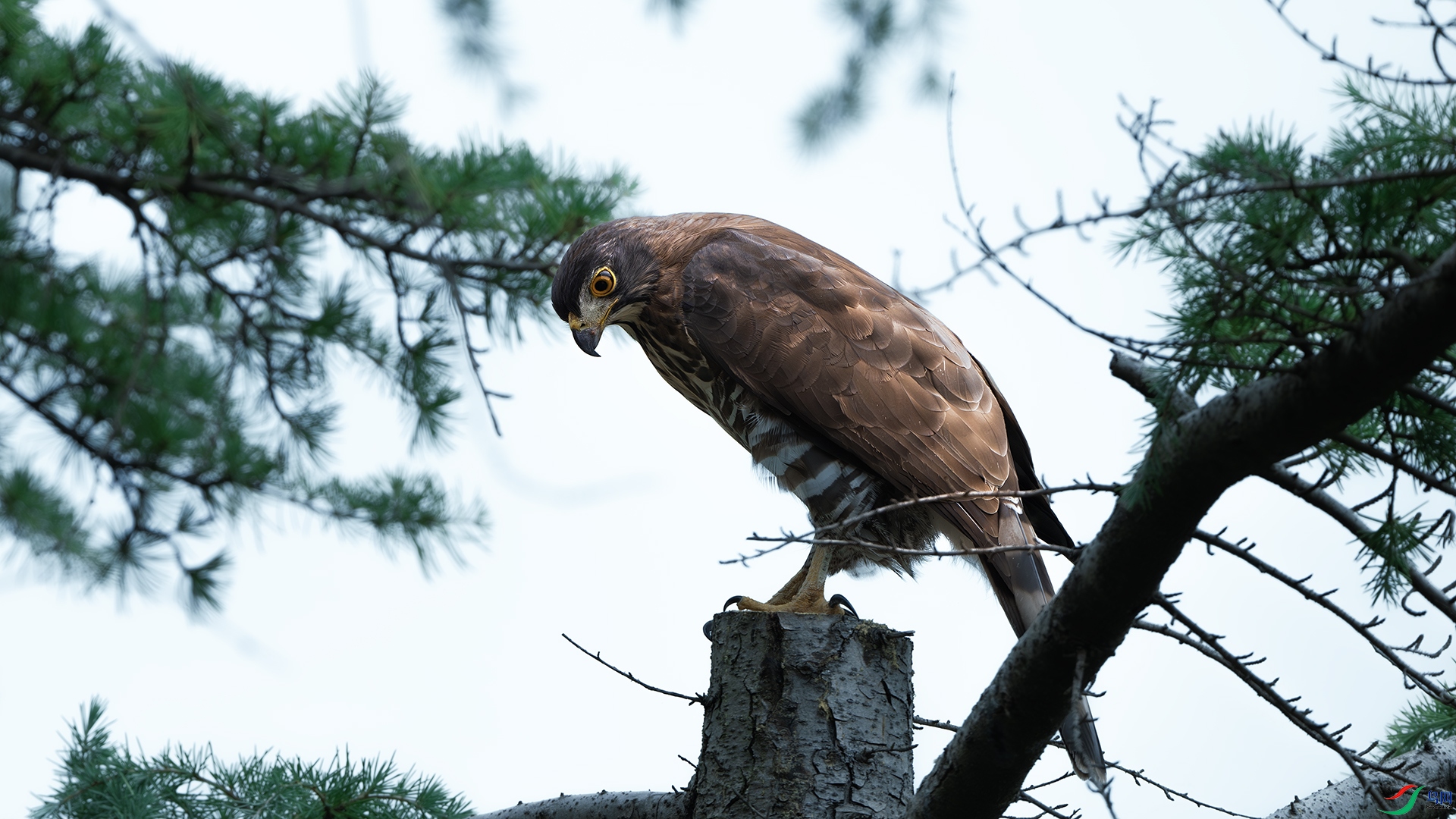 DSC_1844-����ǿ-NR ����.jpg