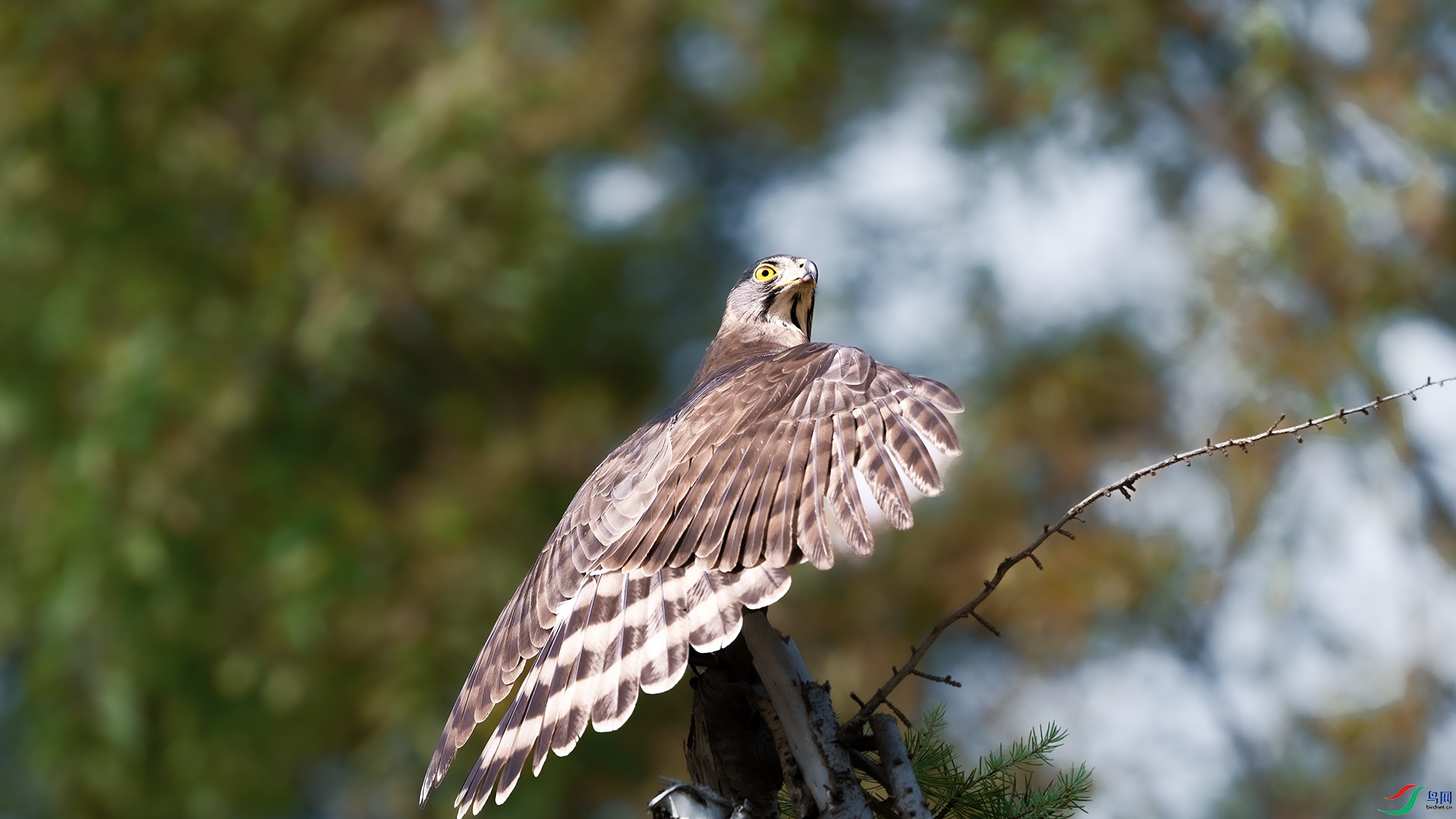 DSC_3173 ����.jpg