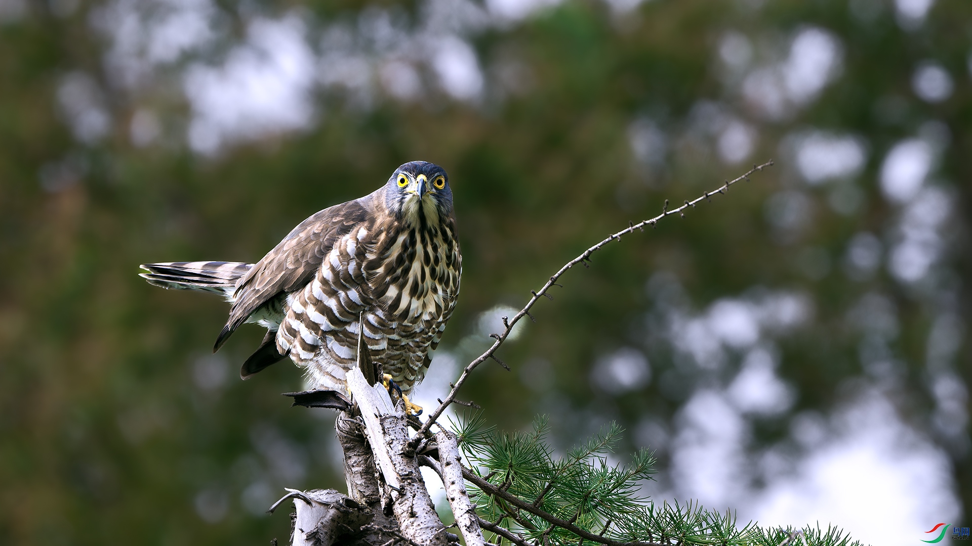 DSC_7215-����ǿ-NR ����.jpg