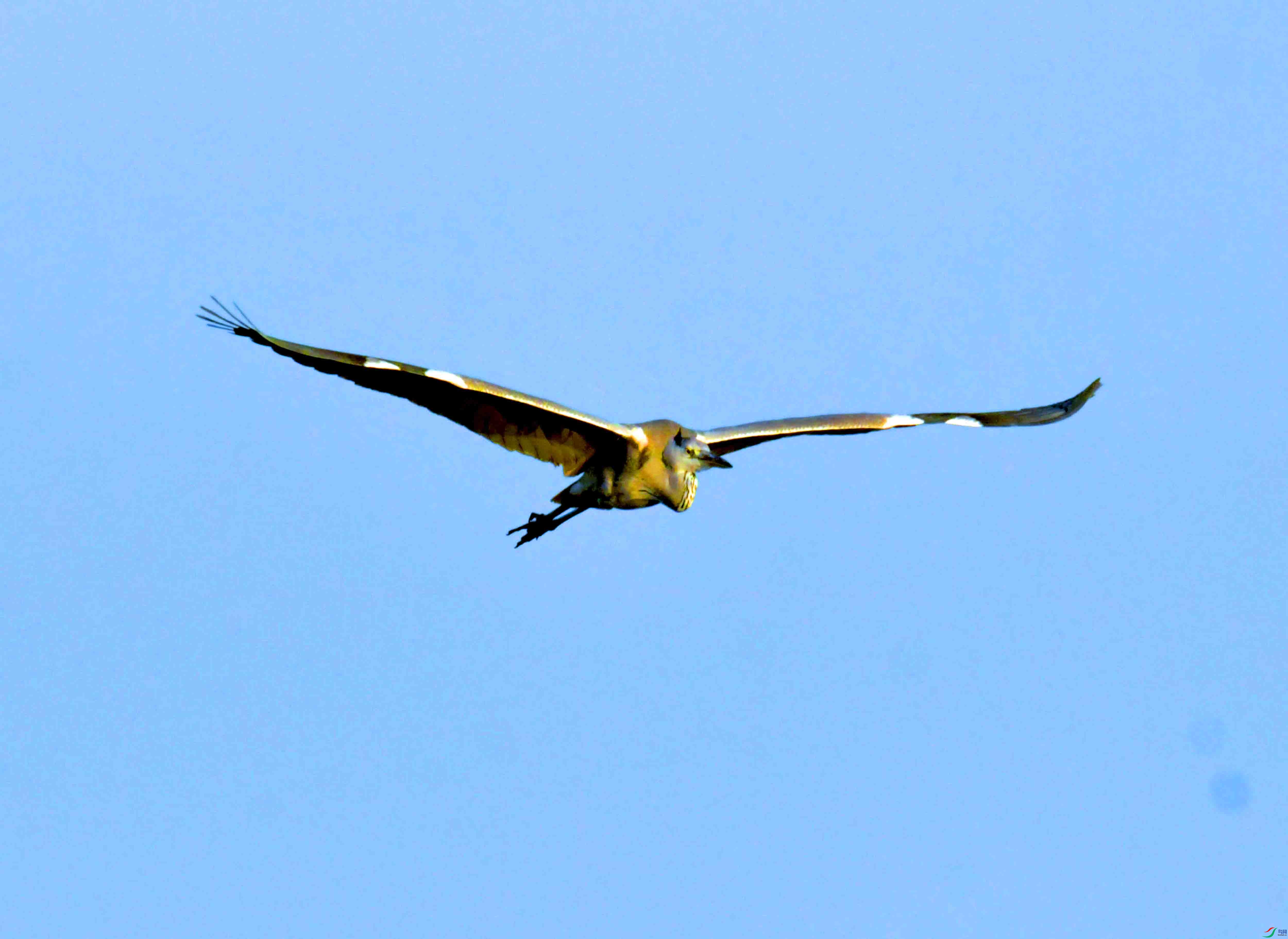 DSC_2570.JPG