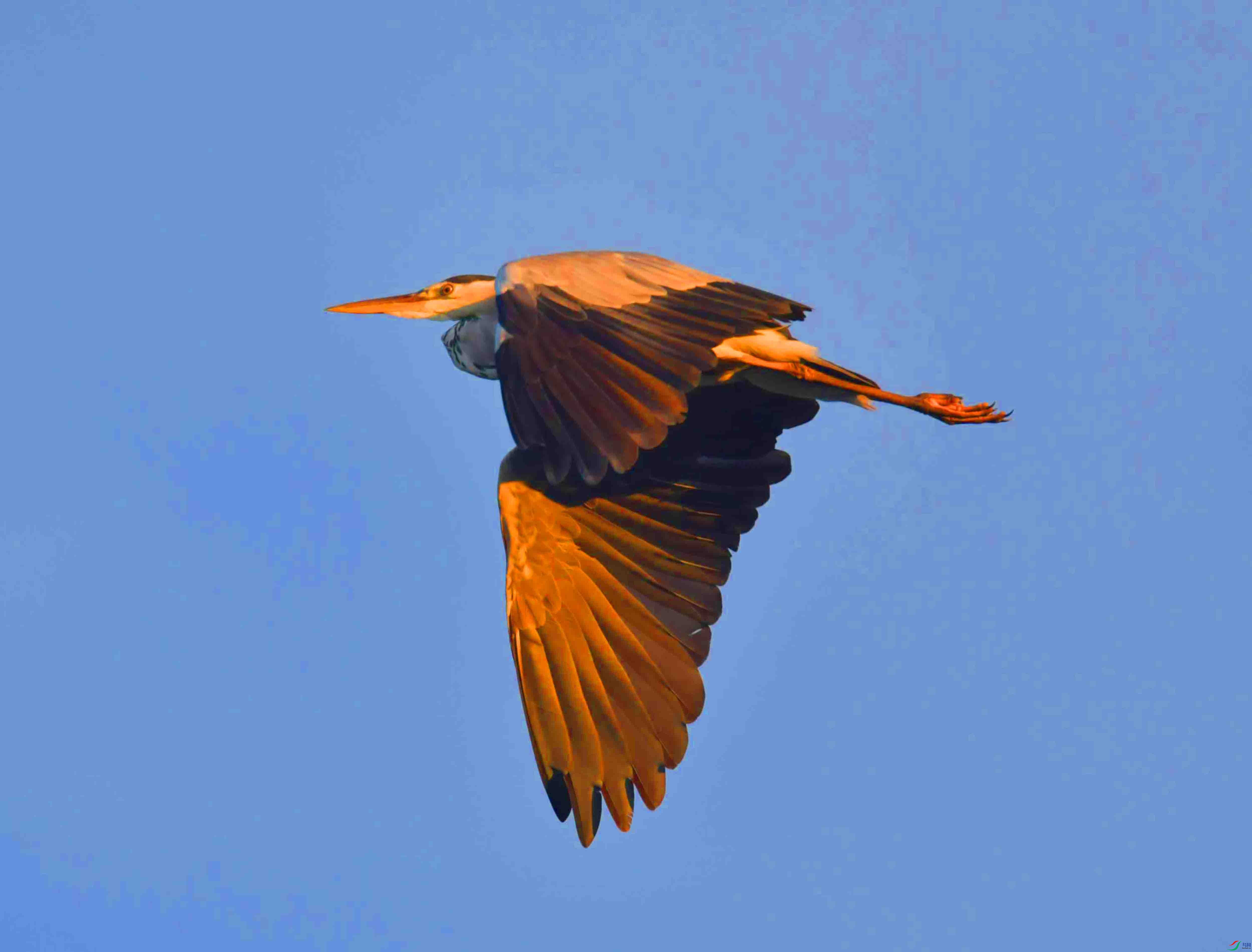 DSC_2584.JPG