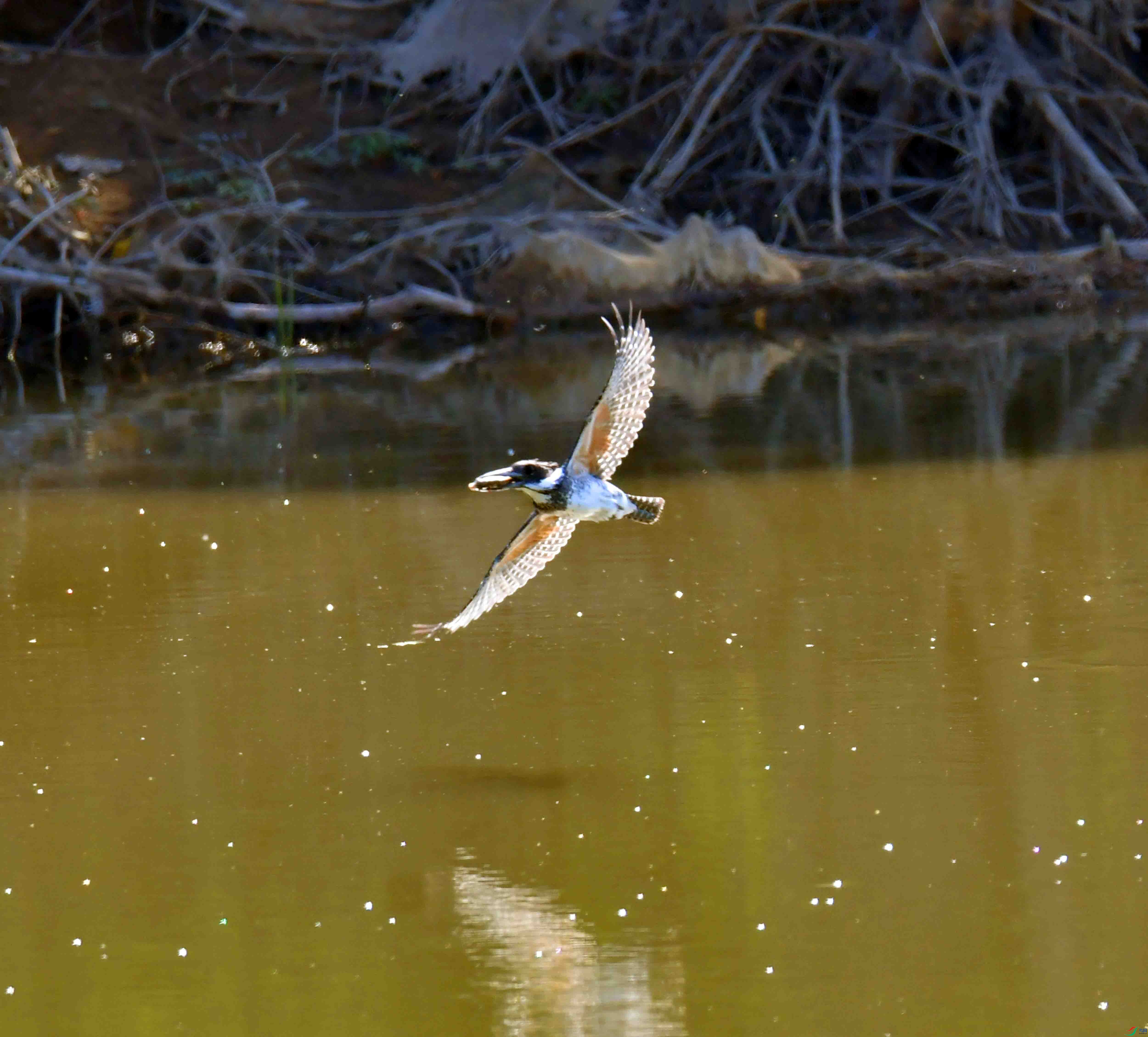 DSC_3279.JPG