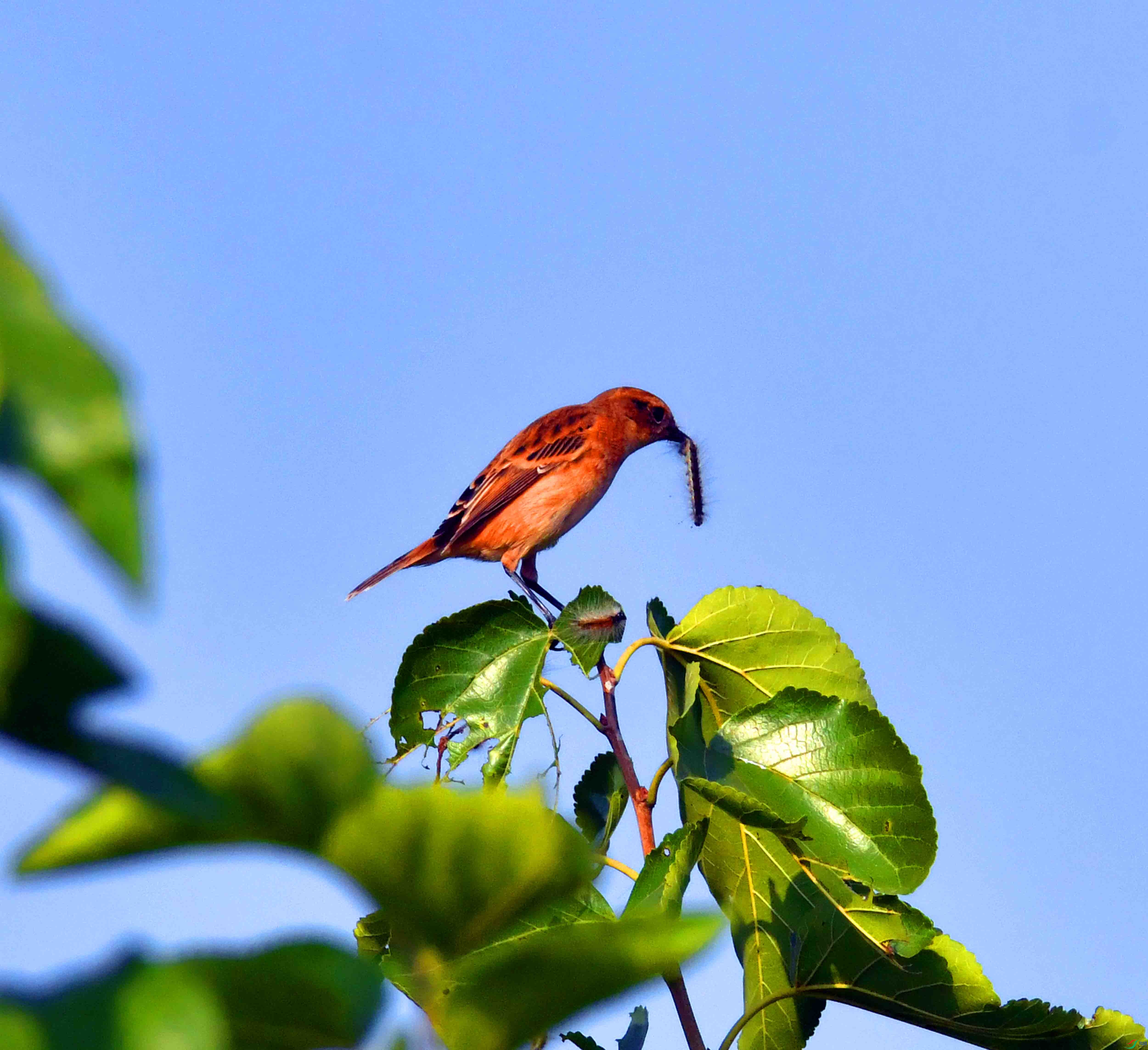 DSC_2969.JPG