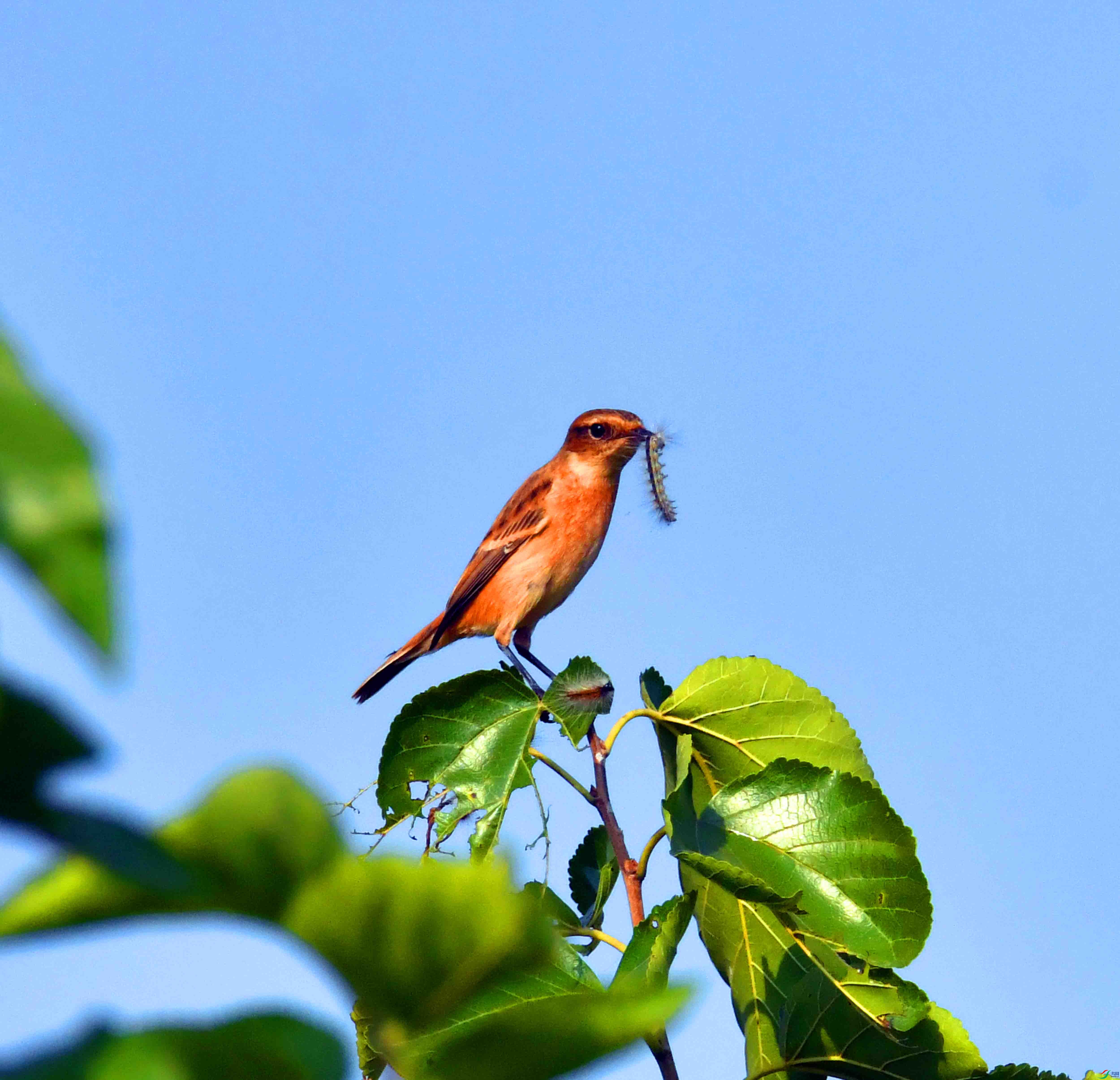 DSC_2971.JPG