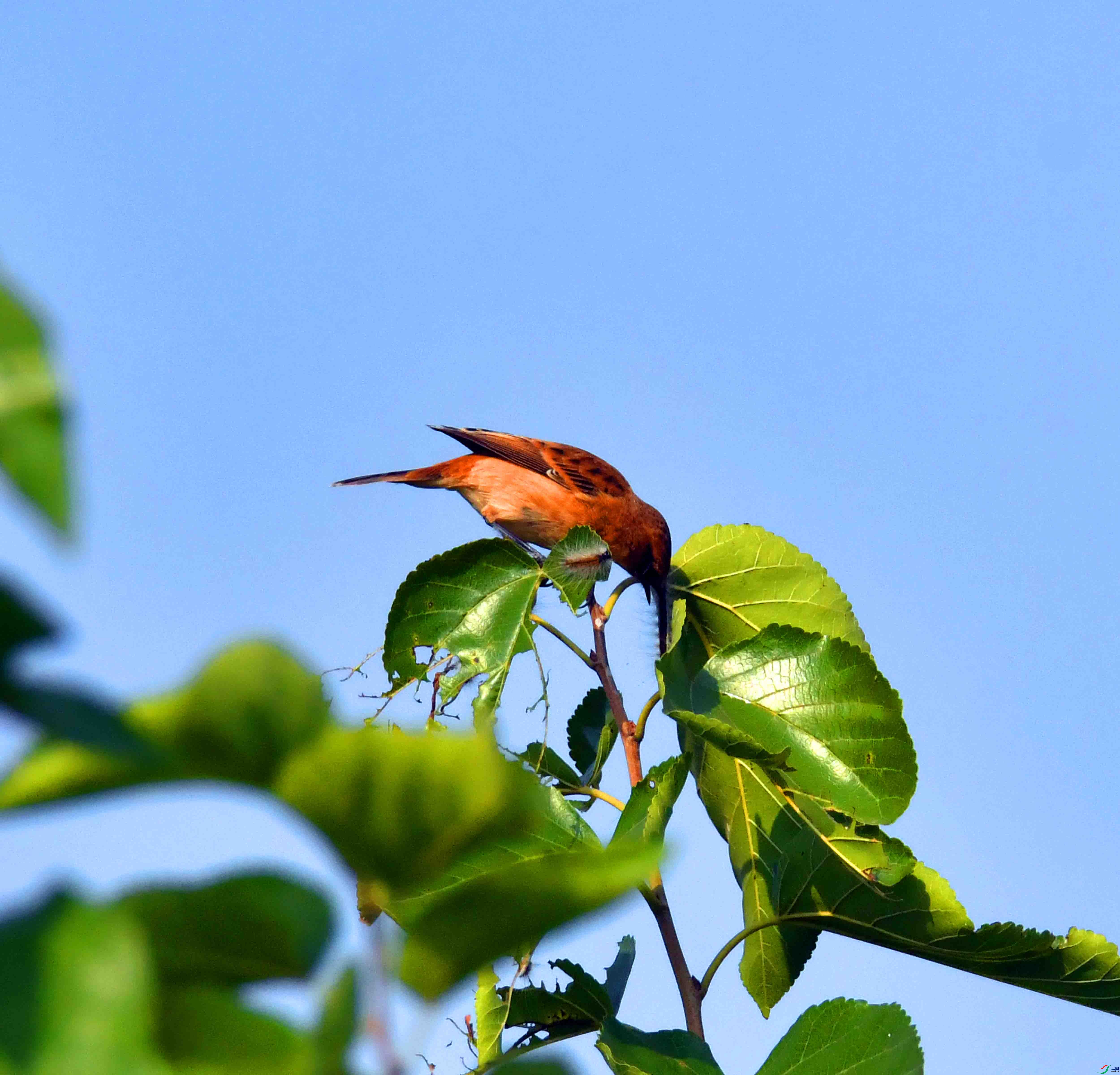 DSC_2979.JPG