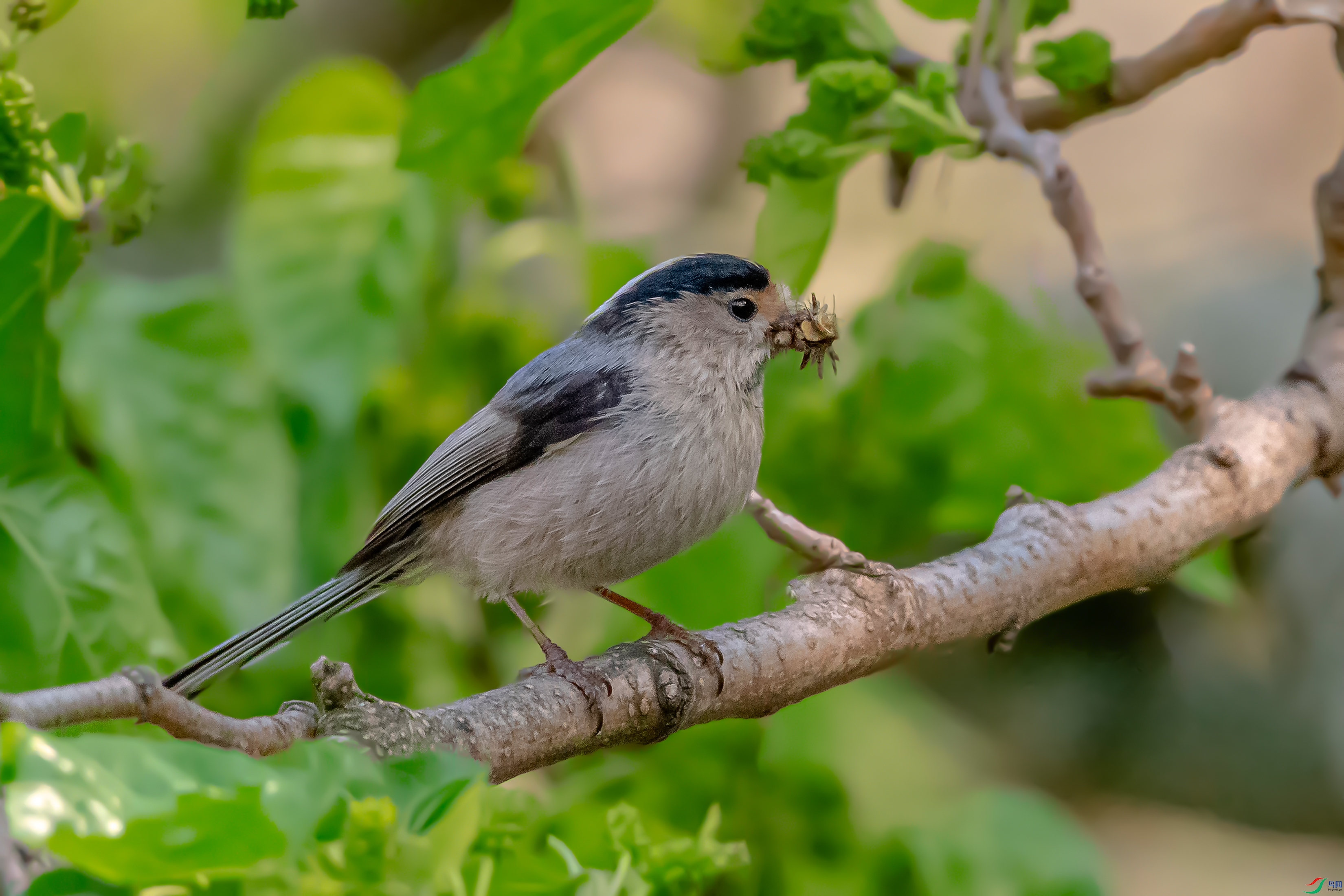 DSC_4641AB.jpg