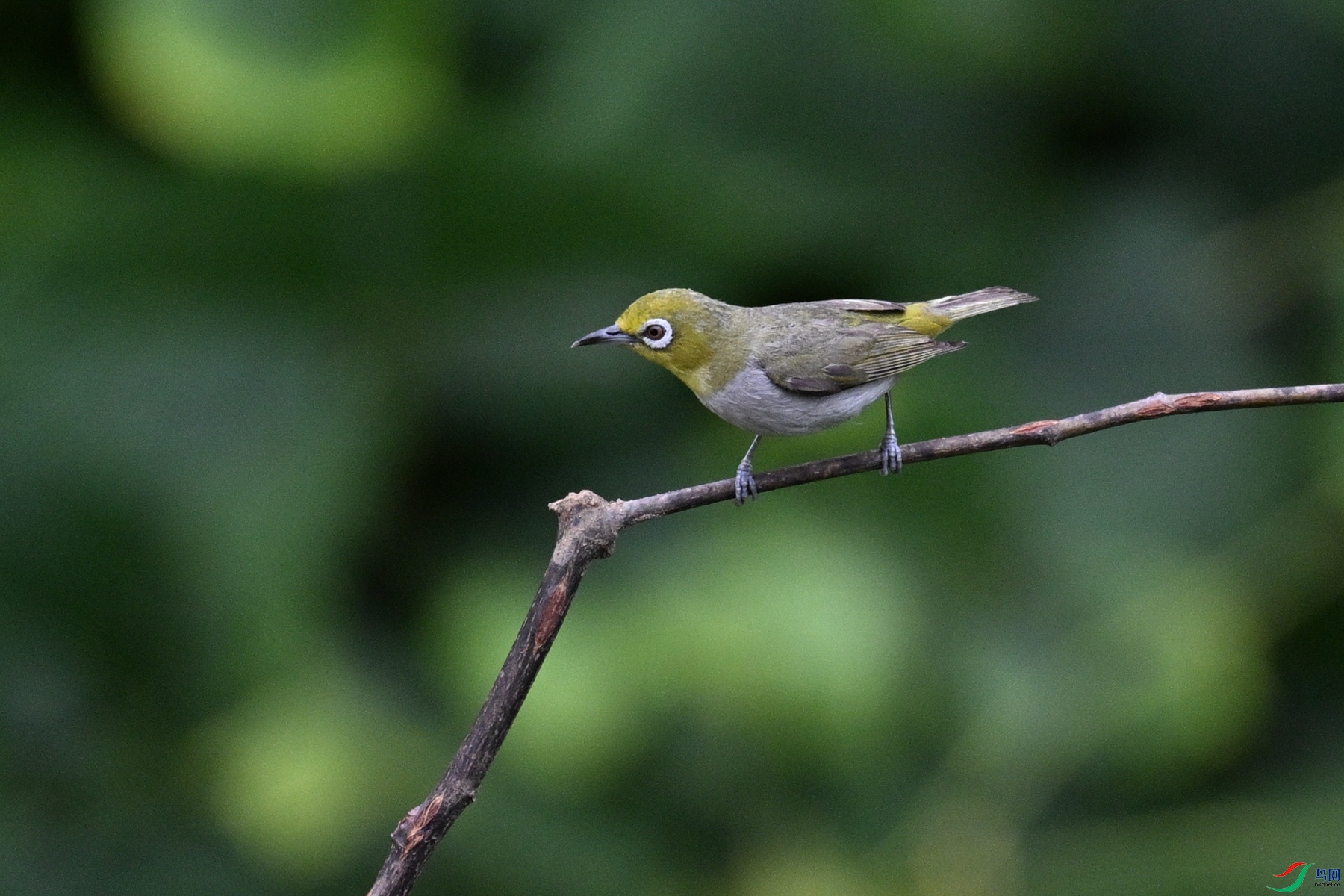 DSC_7933.JPG