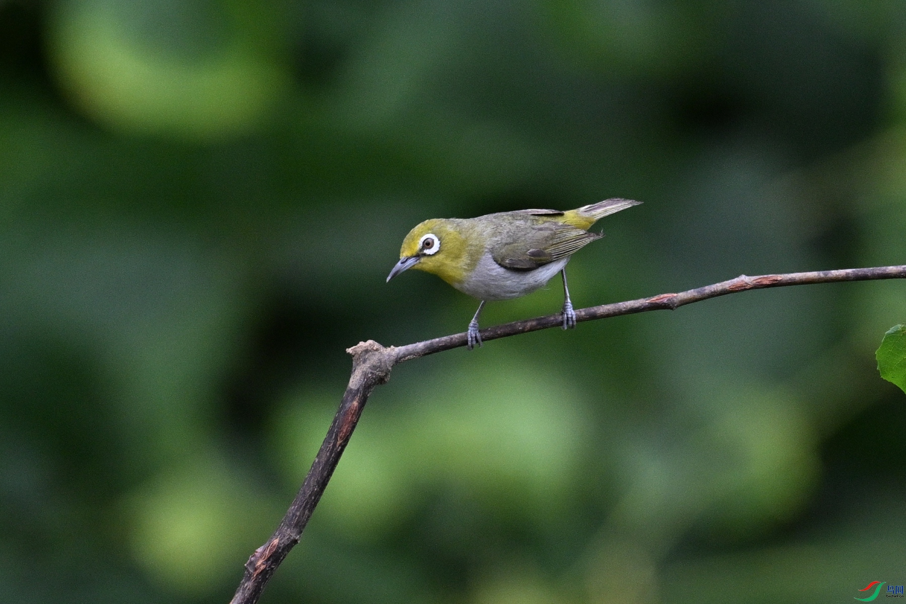 DSC_7954.JPG