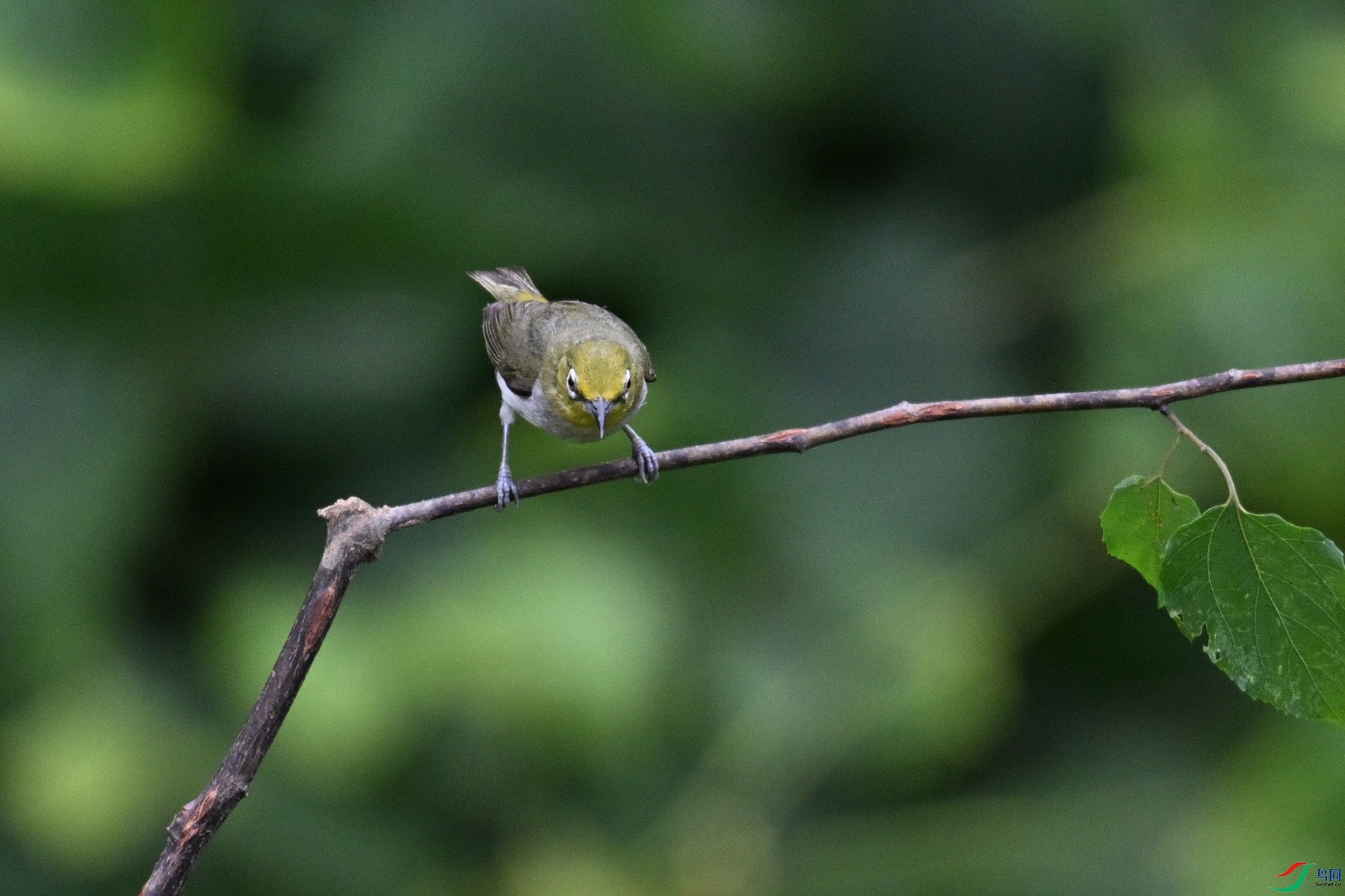 DSC_7924.JPG