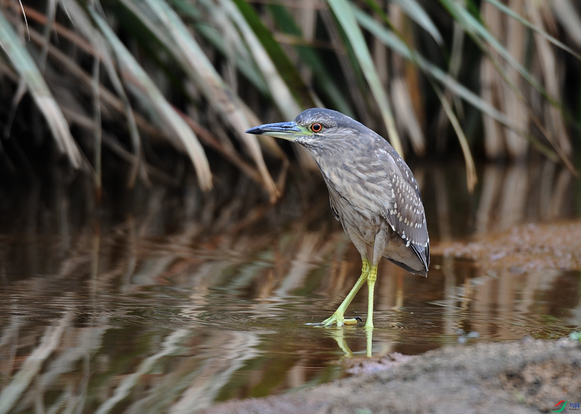 DSC_8273.jpg