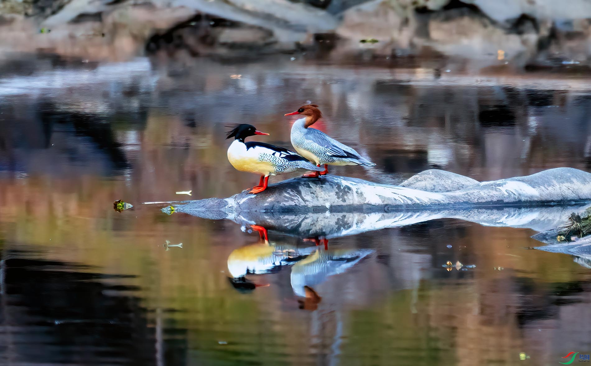 ����ӳ��Ӱ