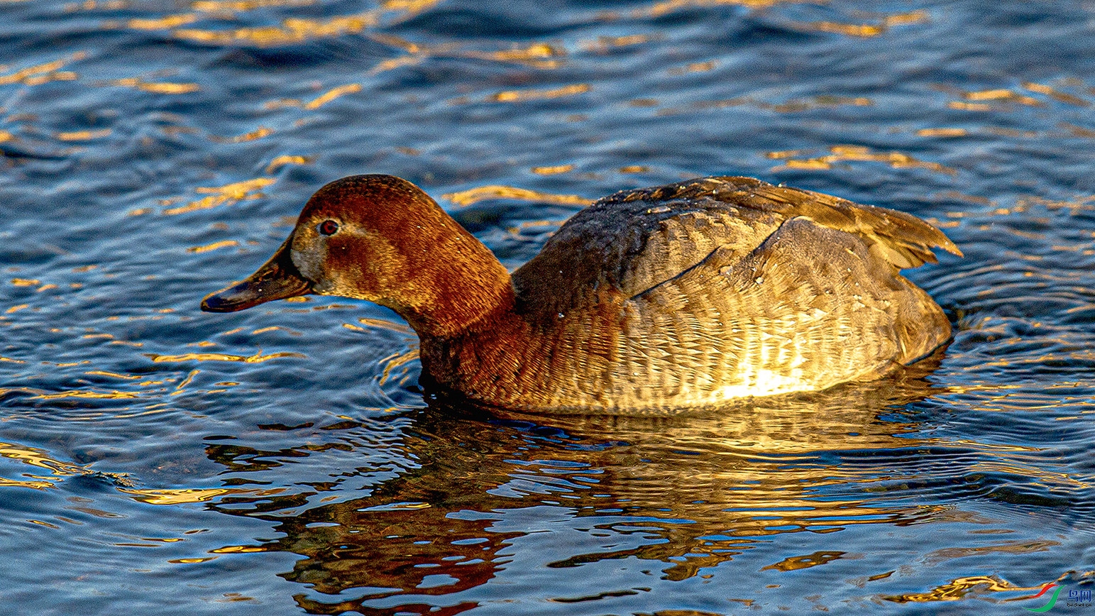 _MG_9376 ���� 2.jpg