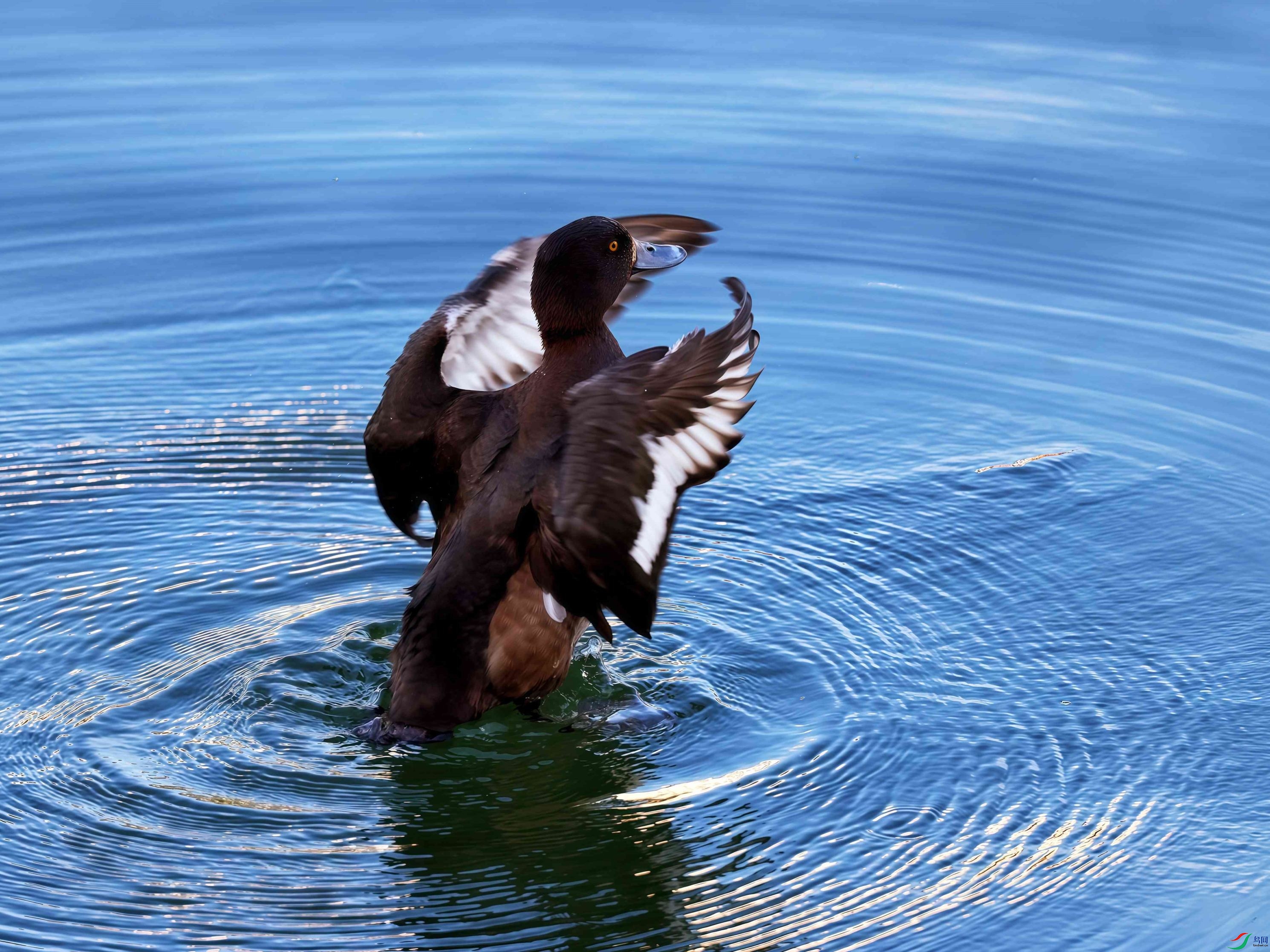 �������ŵ��峿�����������ѽ������ϣ��̲��������������ԣ���ͷǱѼ���������ڵ���ʳ����Ϸ��һ�����µĻ� ...