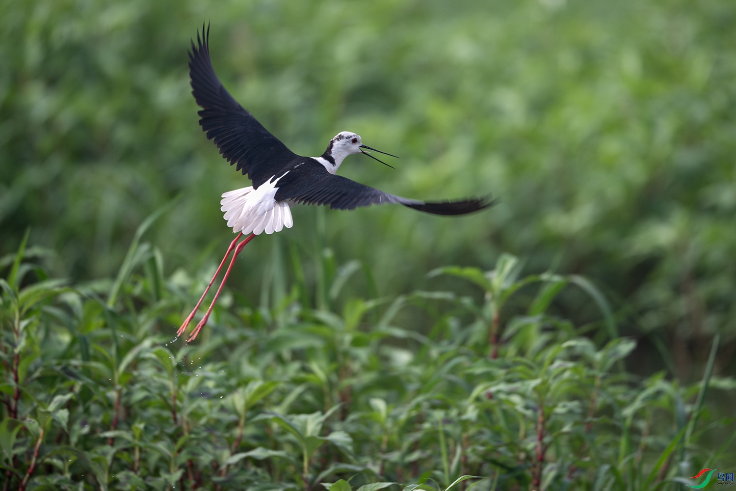 _DSC8285-����ǿ-NR ����.jpg