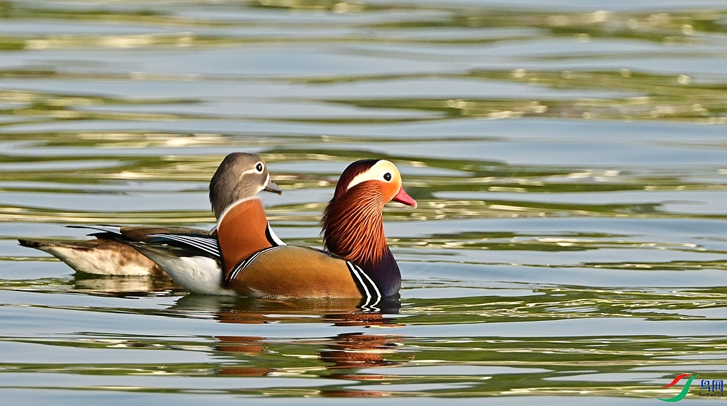 DSC_2650.JPG