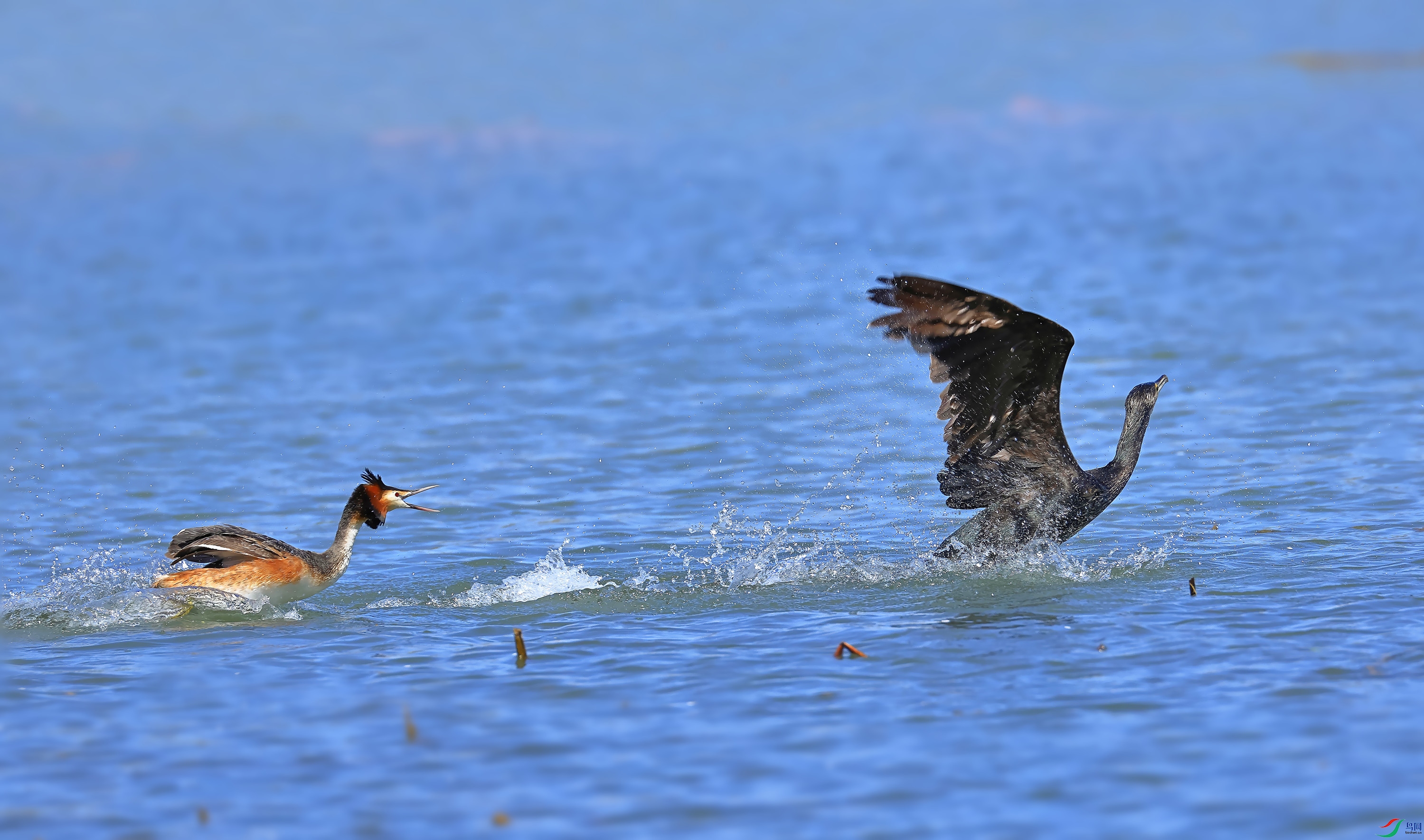 L10A0086 ����_����.jpg