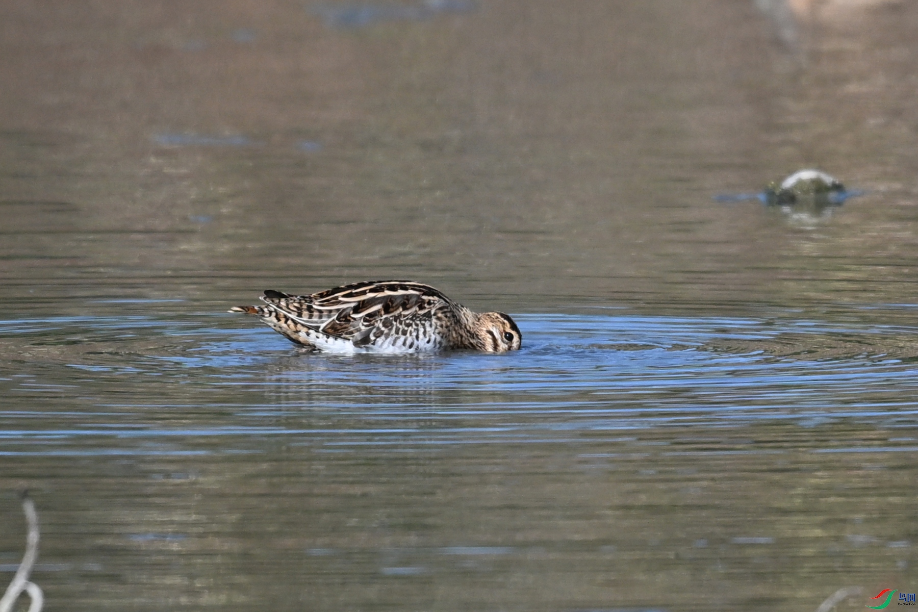 DSC_5065.JPG