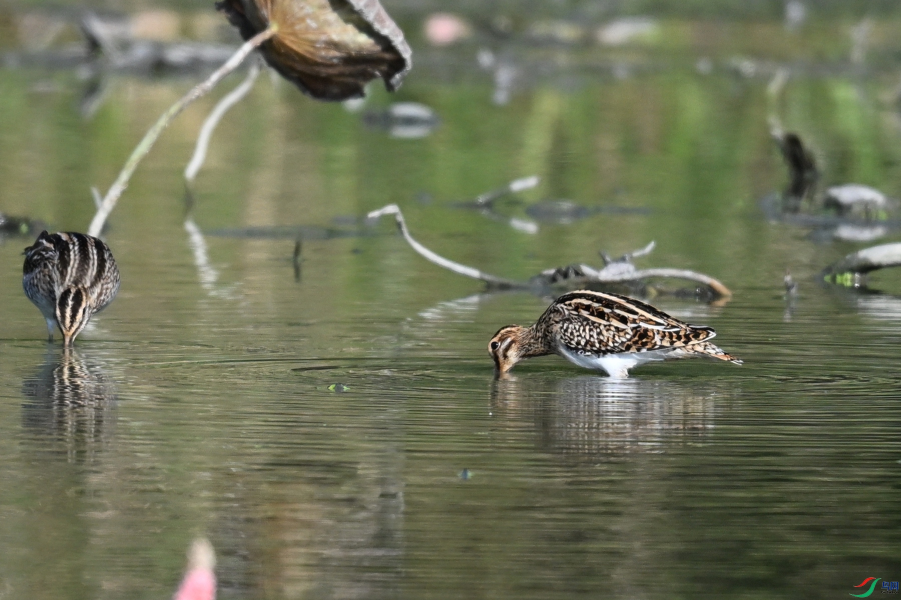DSC_5077.JPG