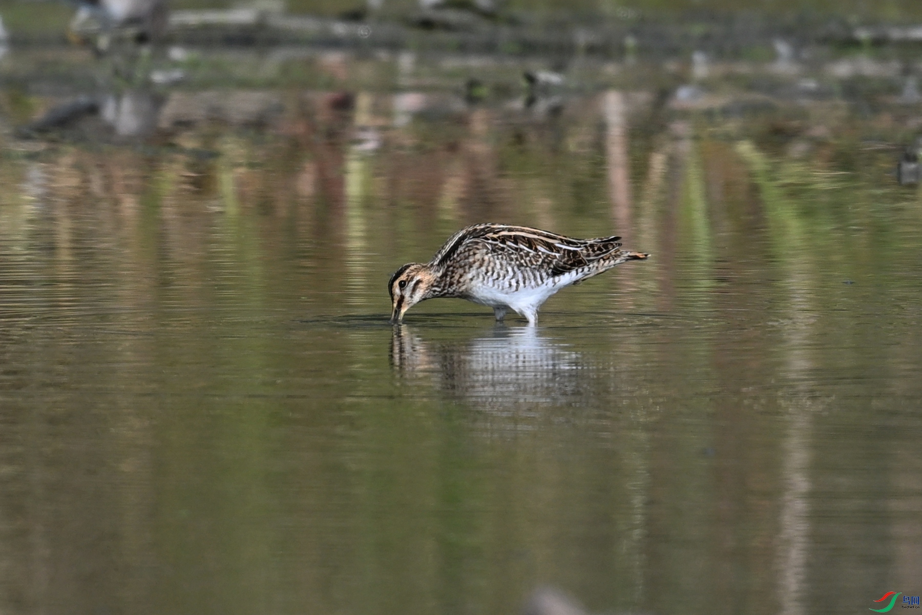 DSC_5087.JPG