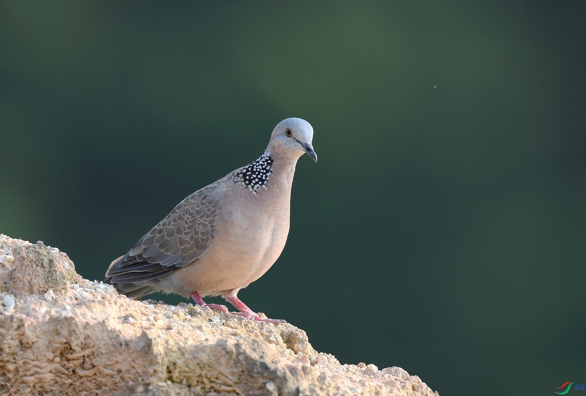 DSC_0599.jpg
