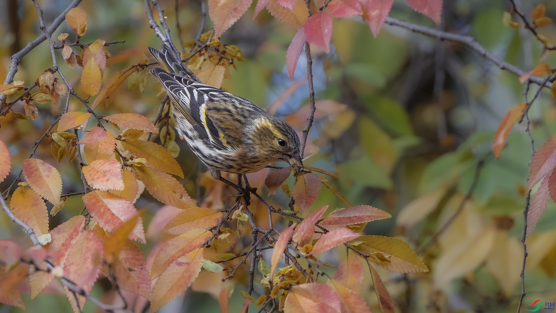 DSC_7206 ����.jpg