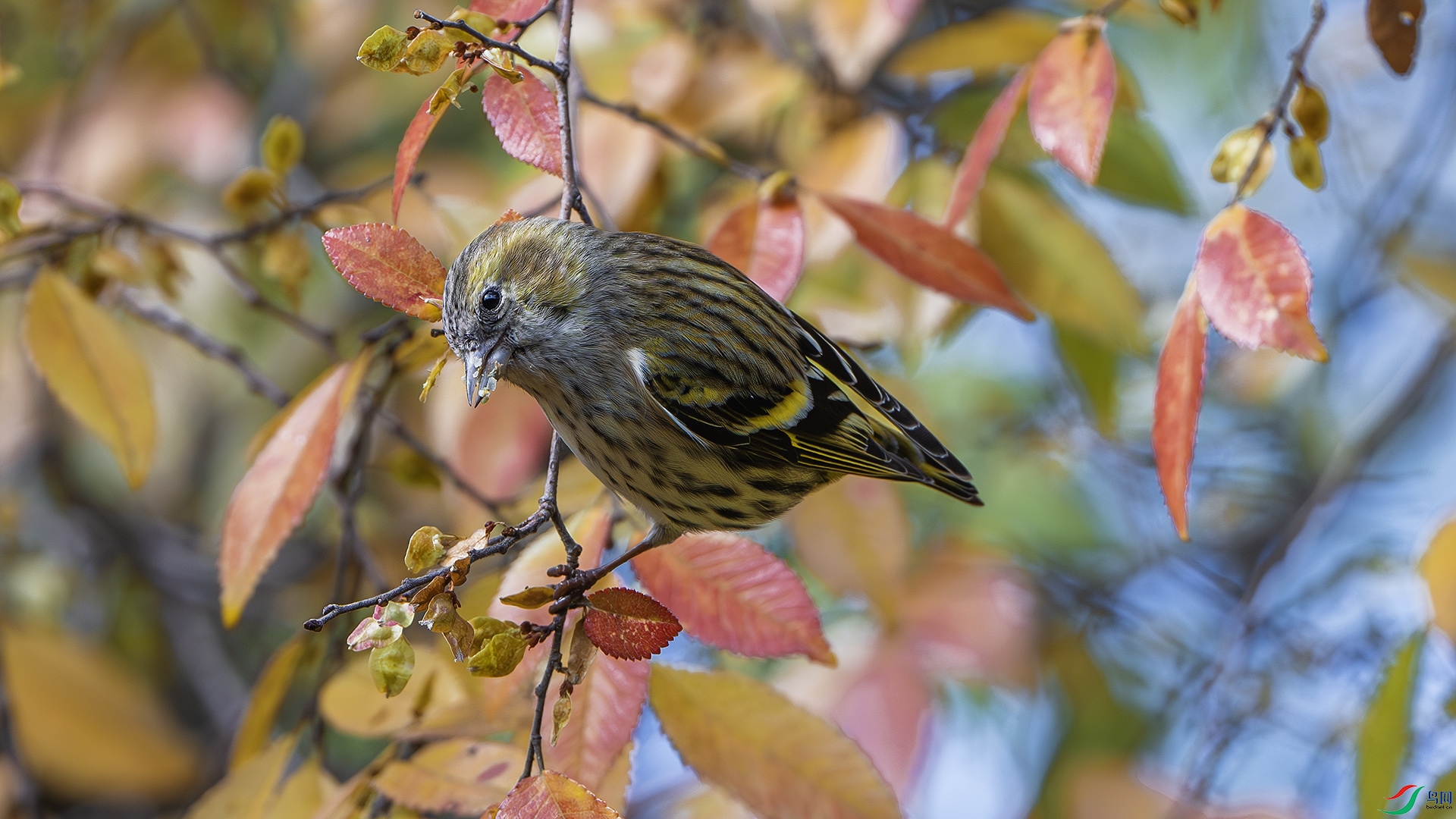 DSC_7229-����ǿ-NR ����.jpg