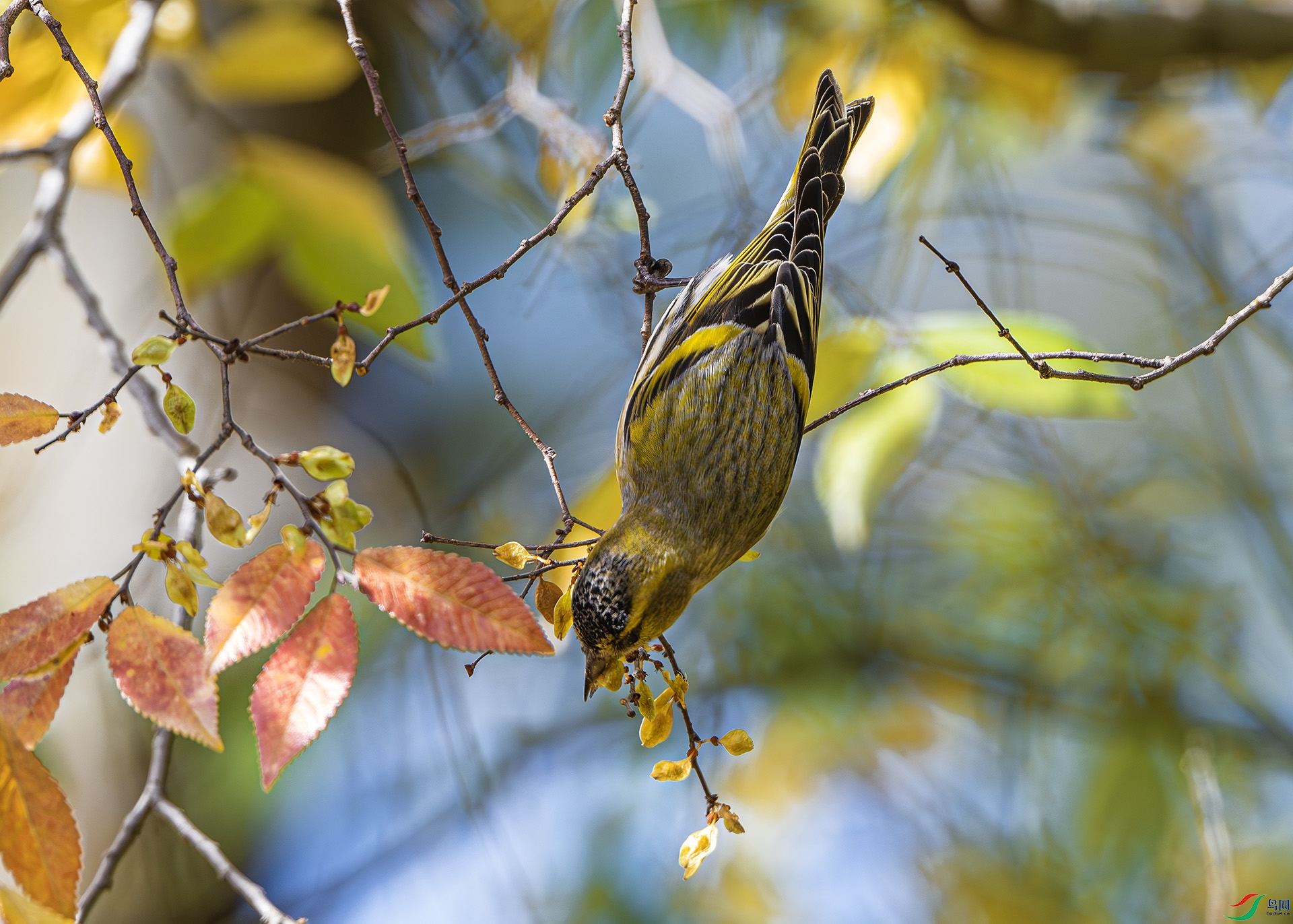 DSC_7407-����ǿ-NR ����.jpg