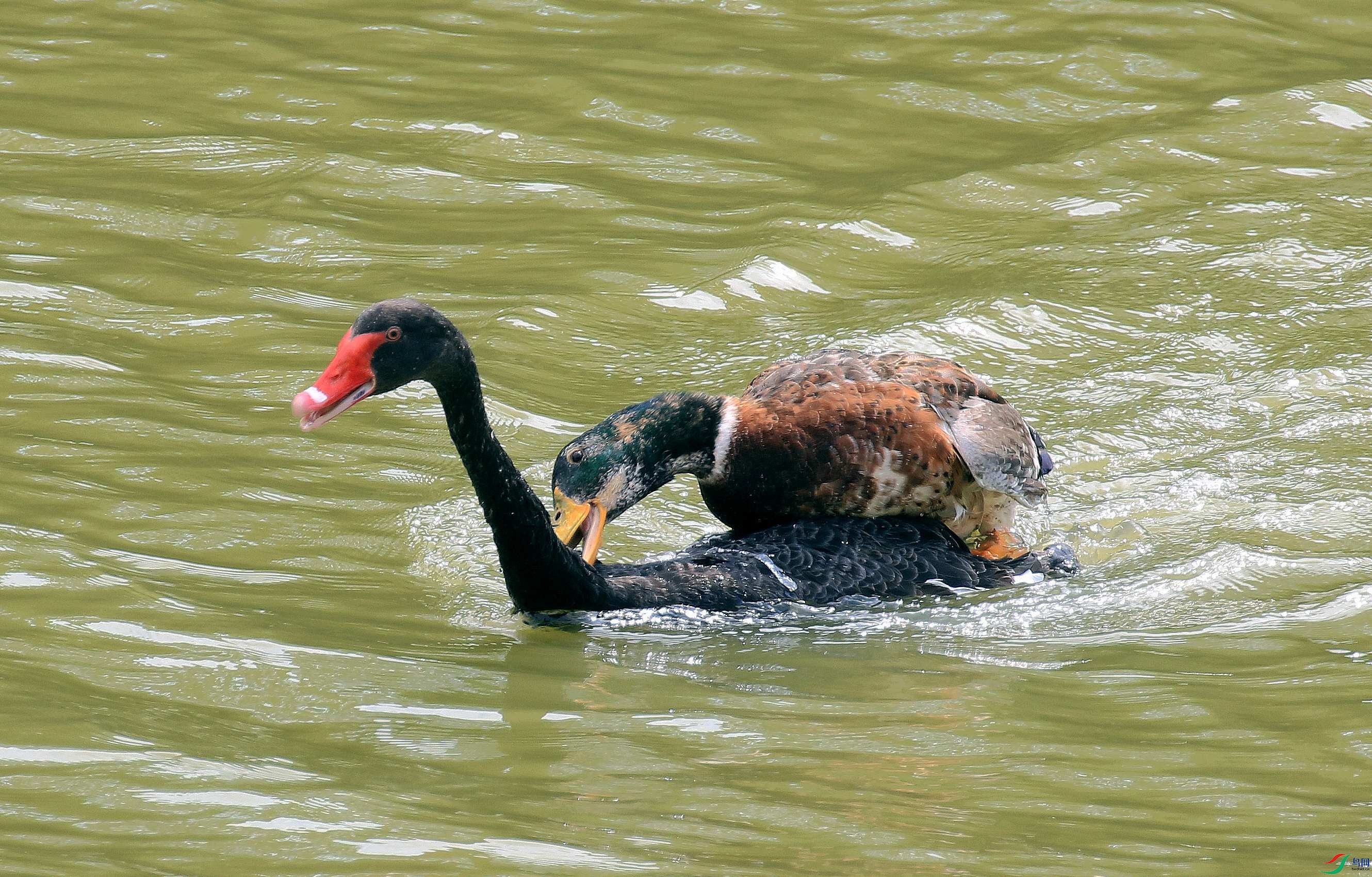 ������˼-��ͷѼ������