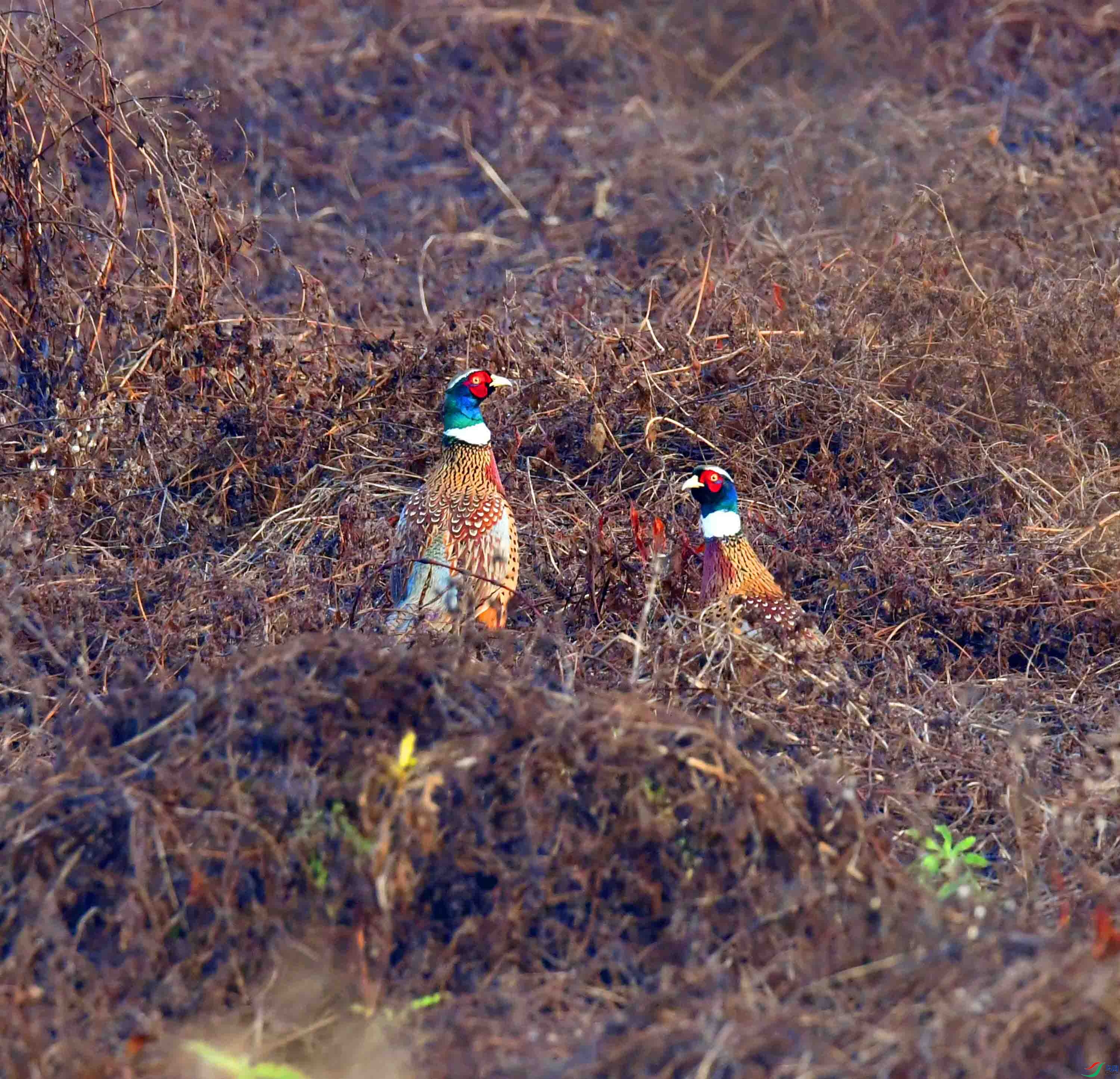 DSC_7320.JPG