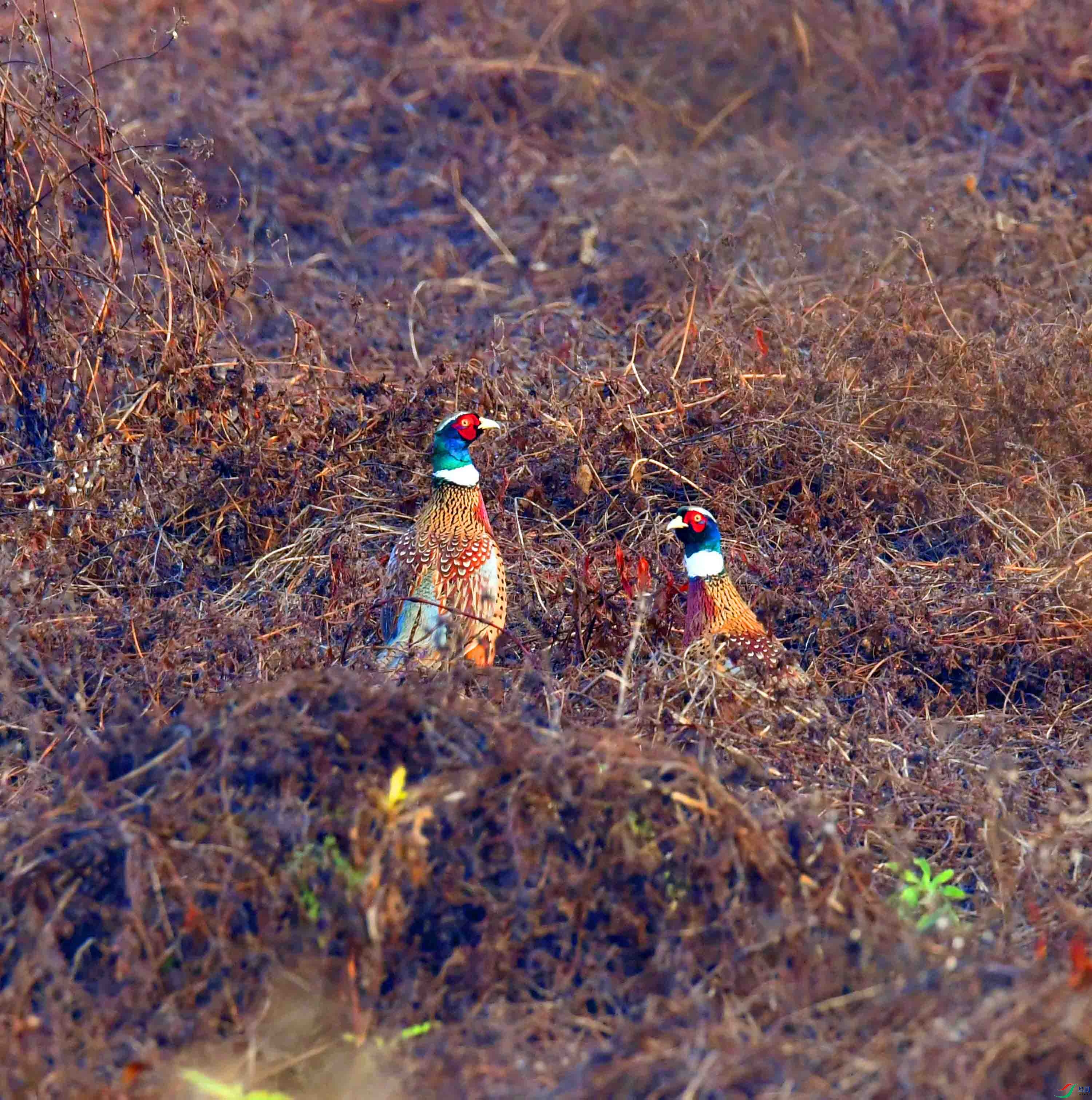 DSC_7321.JPG