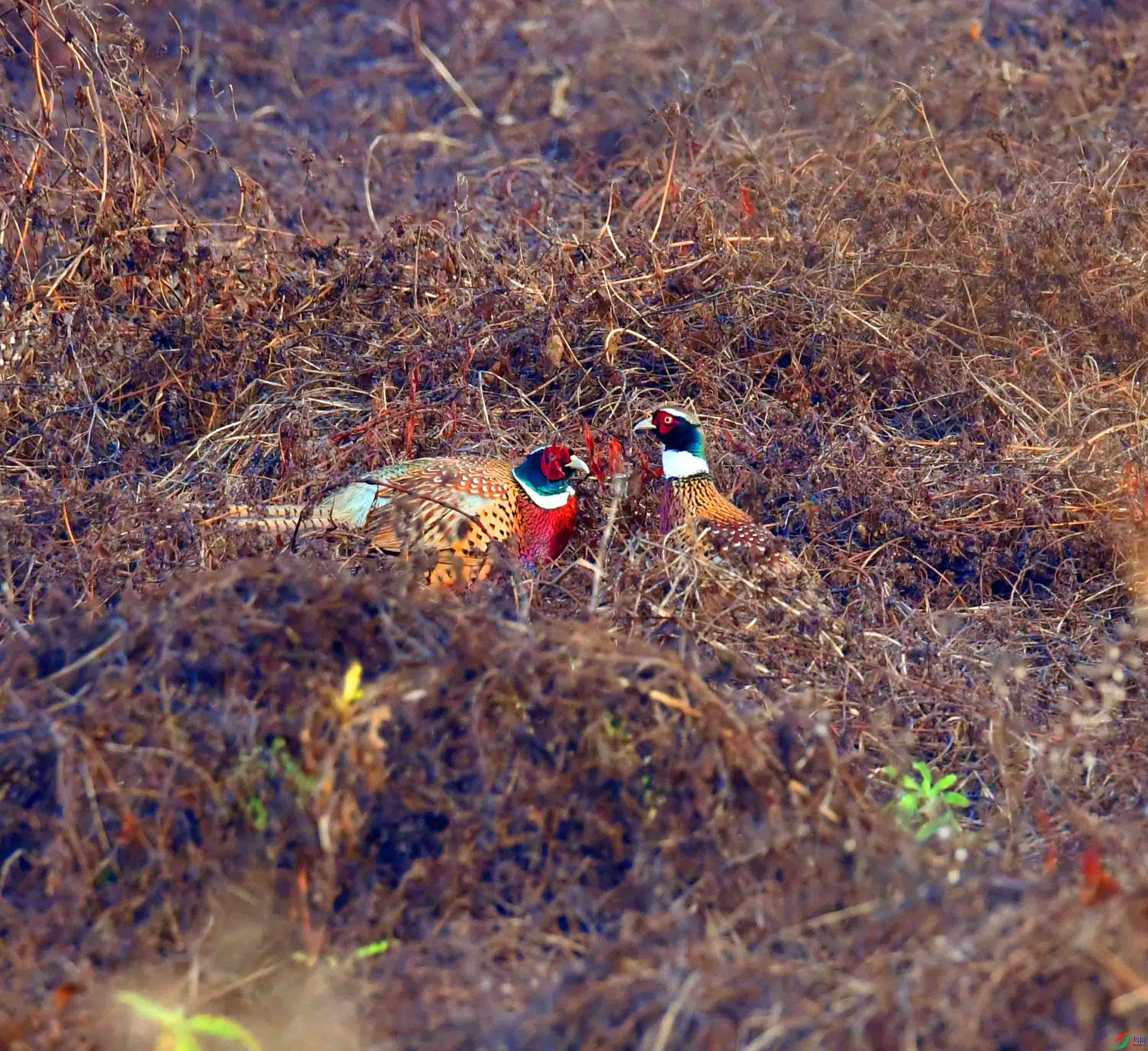 DSC_7327.JPG