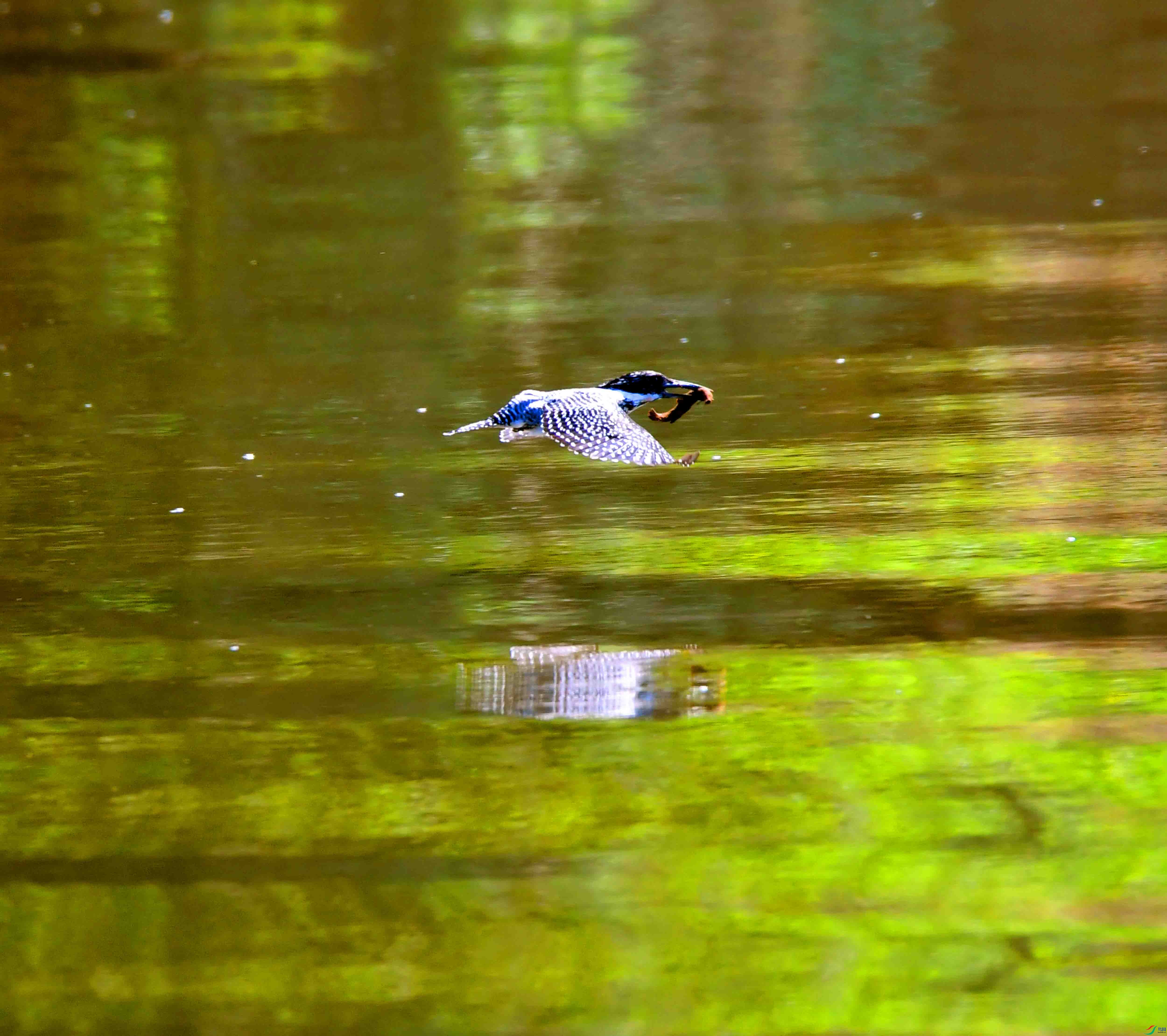 DSC_4007.JPG