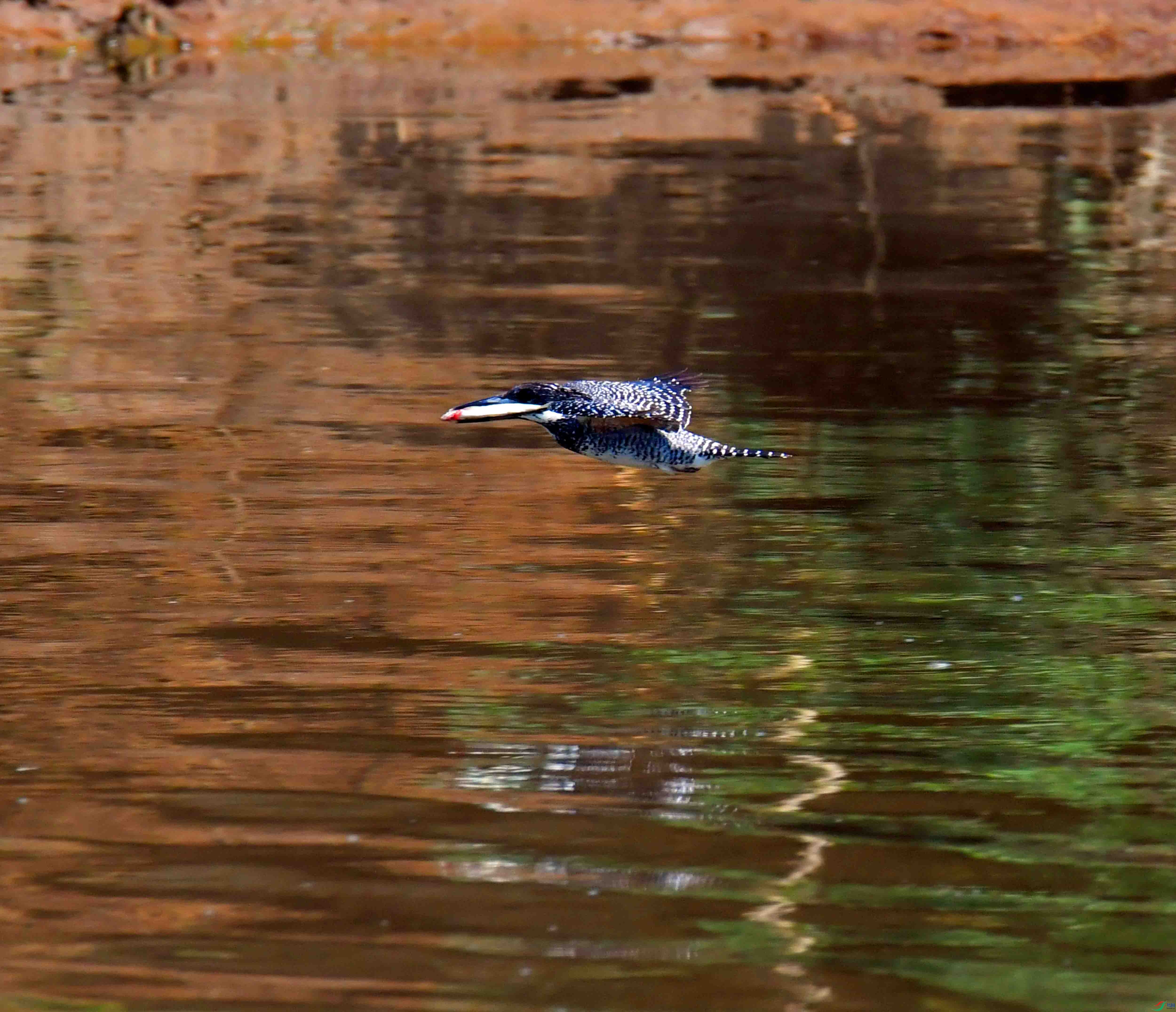 DSC_4227.JPG