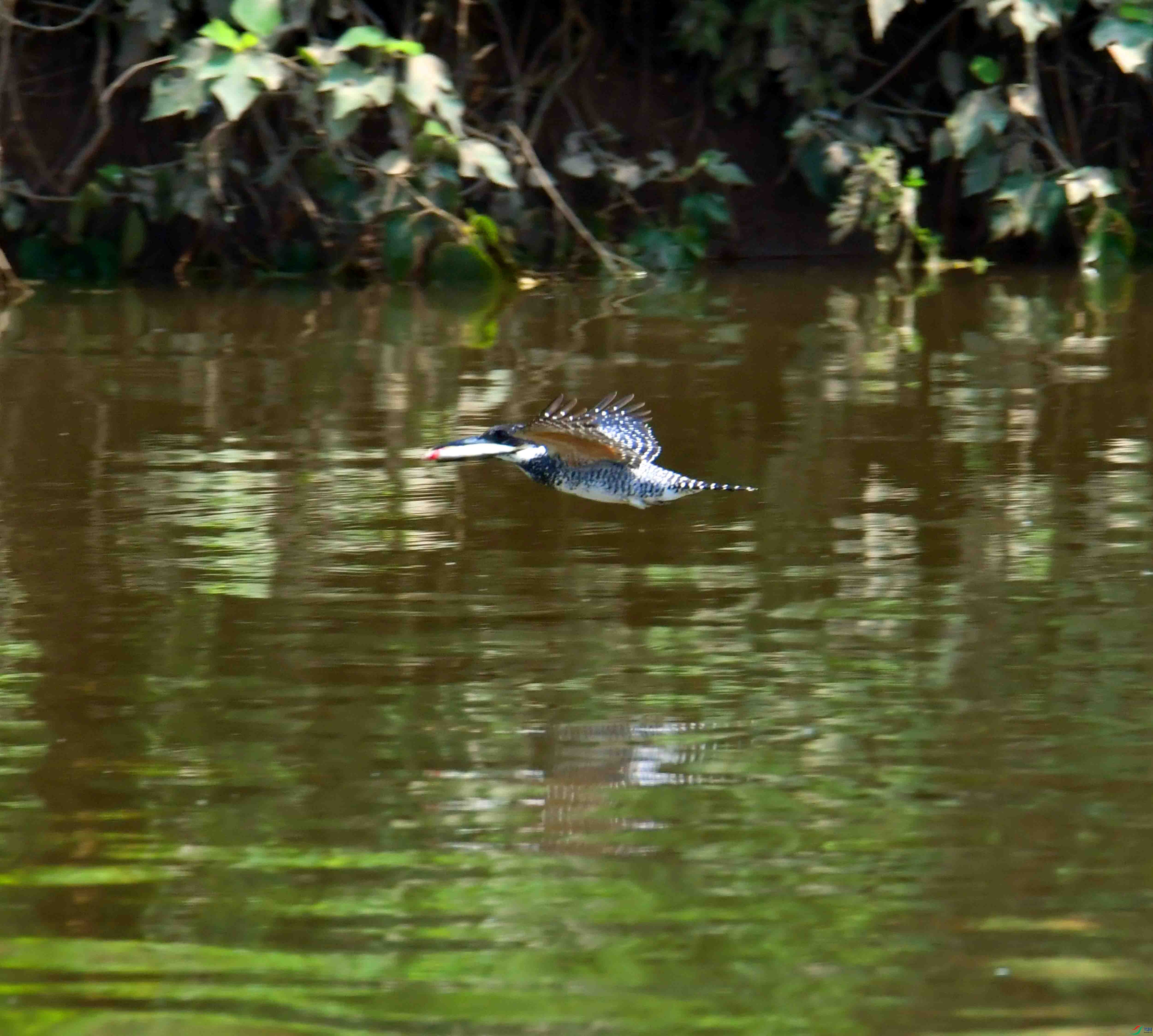 DSC_4231.JPG